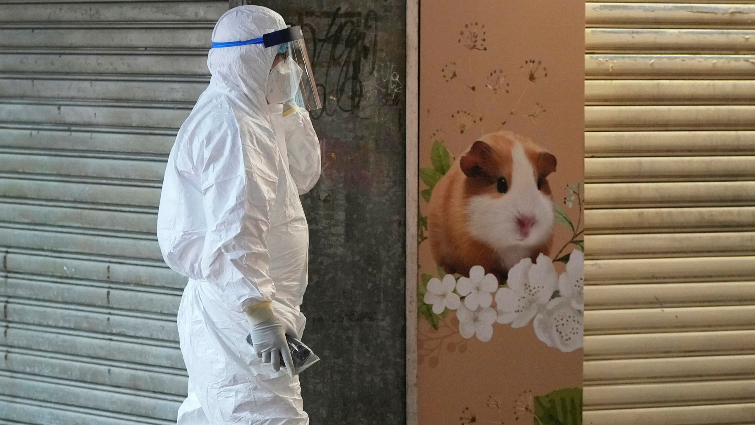 Hong Kong to cull hamsters and quarantine pet store visitors over Covid  fears | Financial Times
