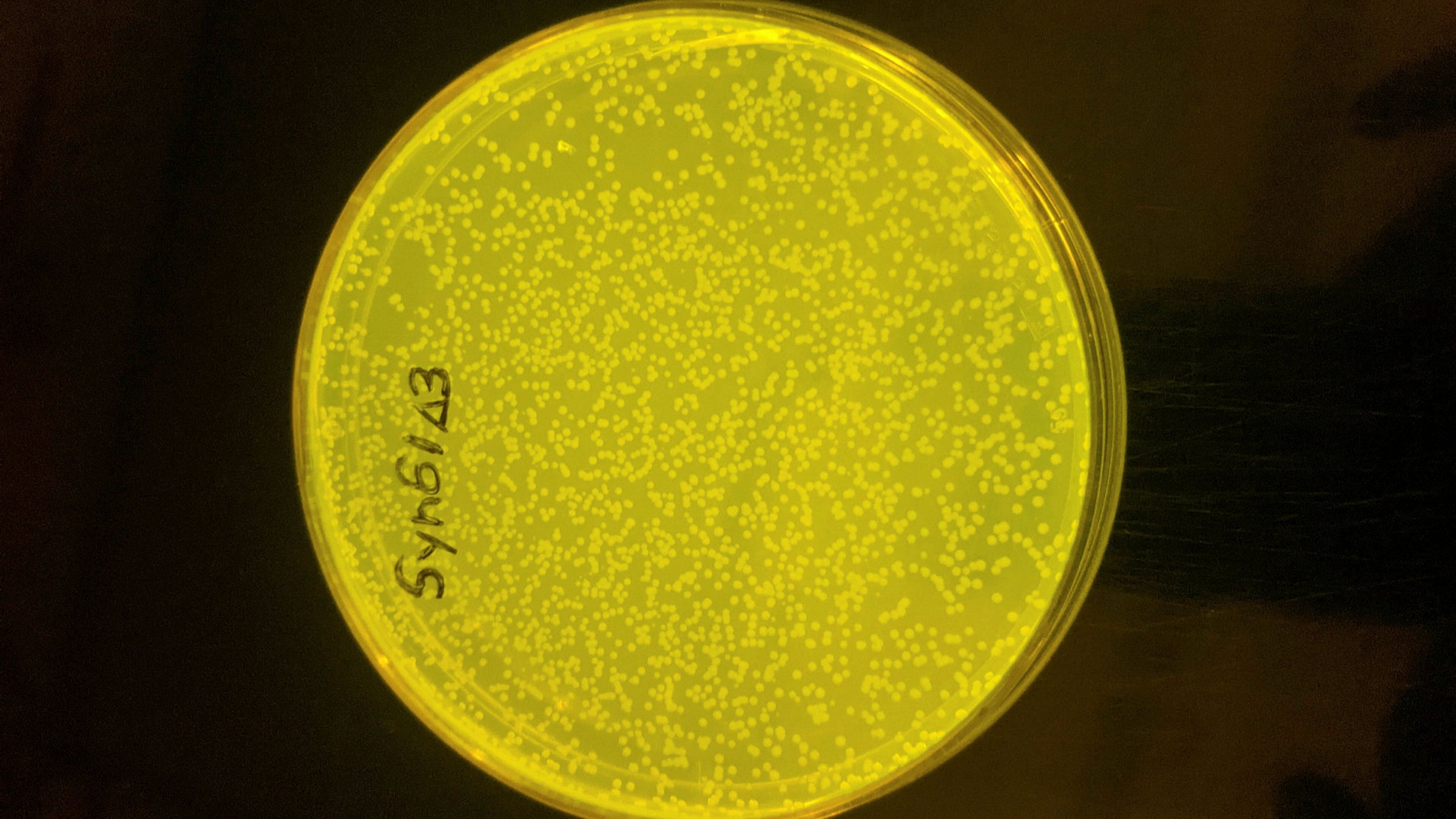 Advances in genetic code open the door to advanced materials - Vimarsana News