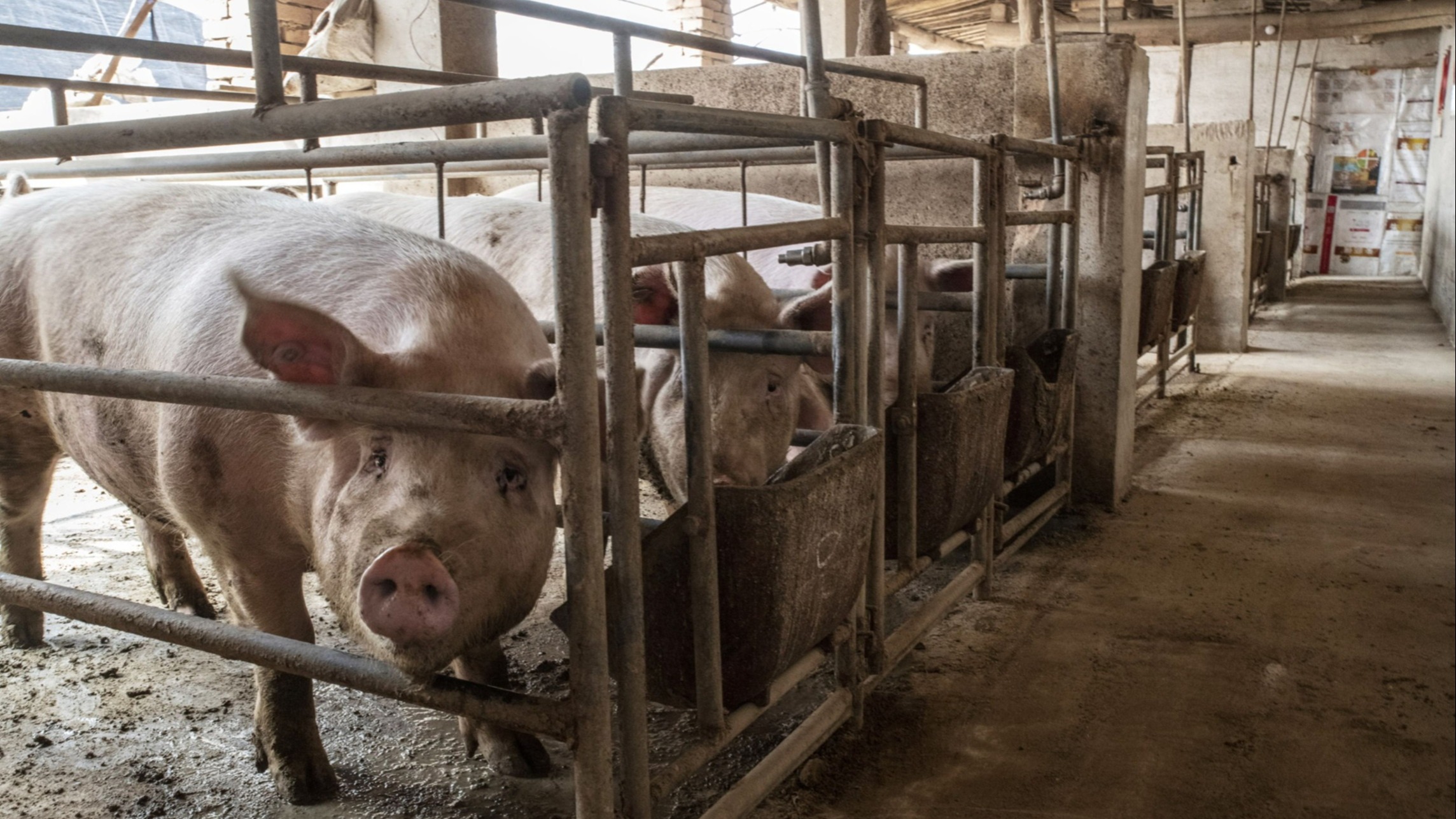 d1e00ek4ebabms.cloudfront.net image