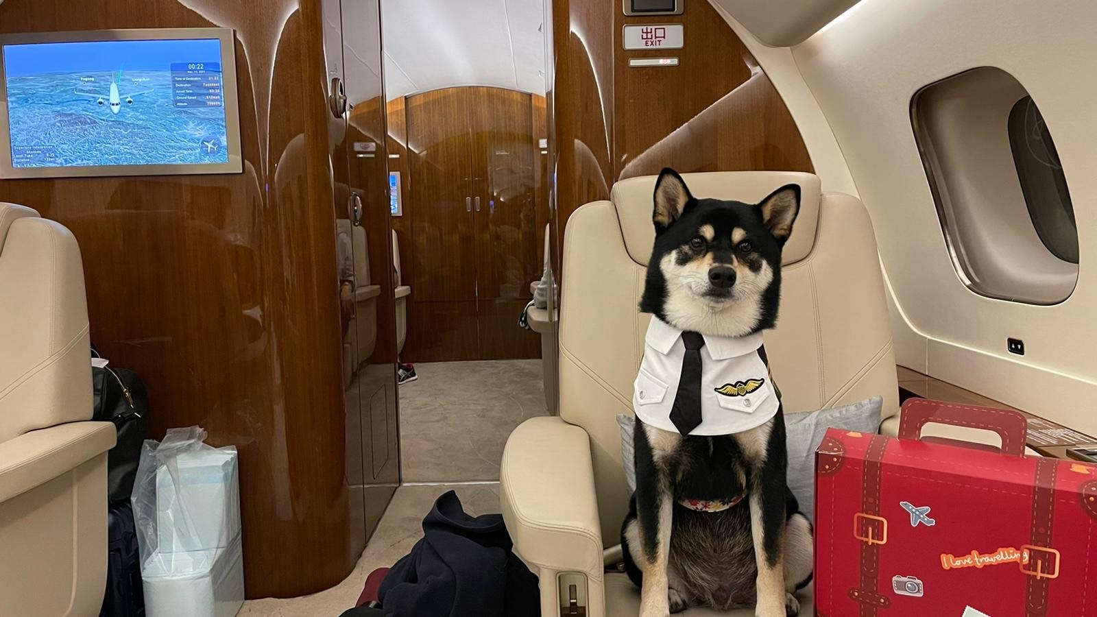 Departing Hong Kong residents fly their pets out of city on private jets |  Financial Times