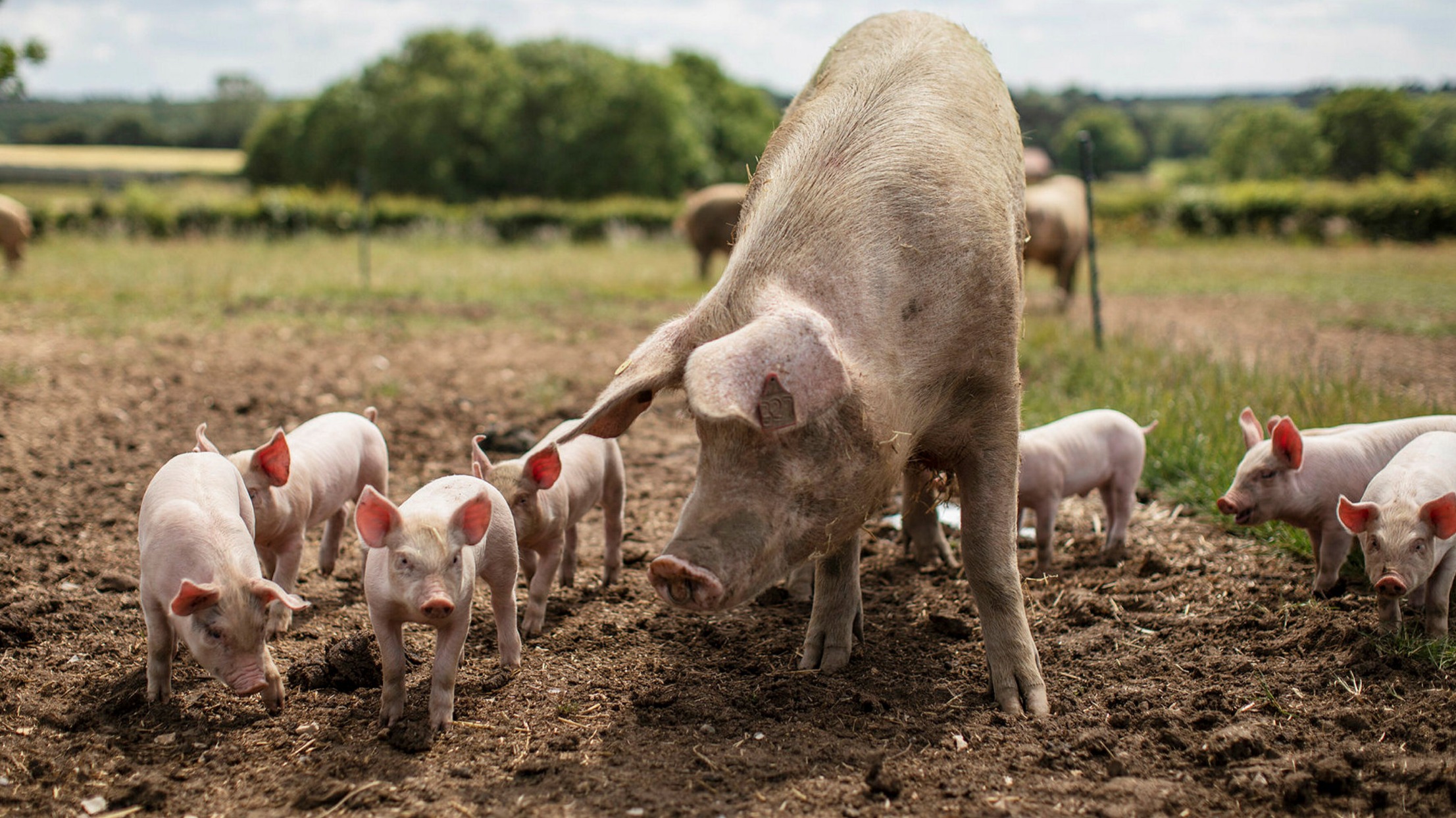 happy farm pig breeding