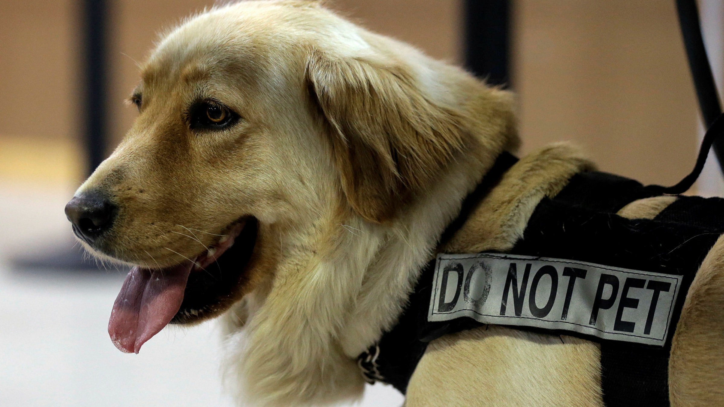 Airlines race to find rigid dogs to comply with cargo inspection rules - Vimarsana News