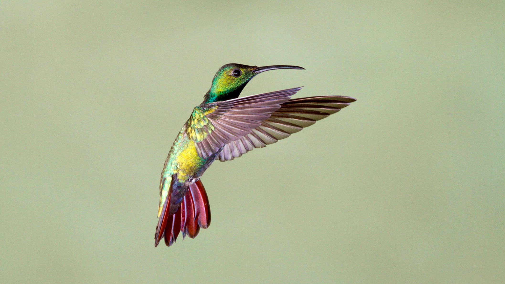 Pet Hummingbird Discount Outlet, Save 54 jlcatj.gob.mx