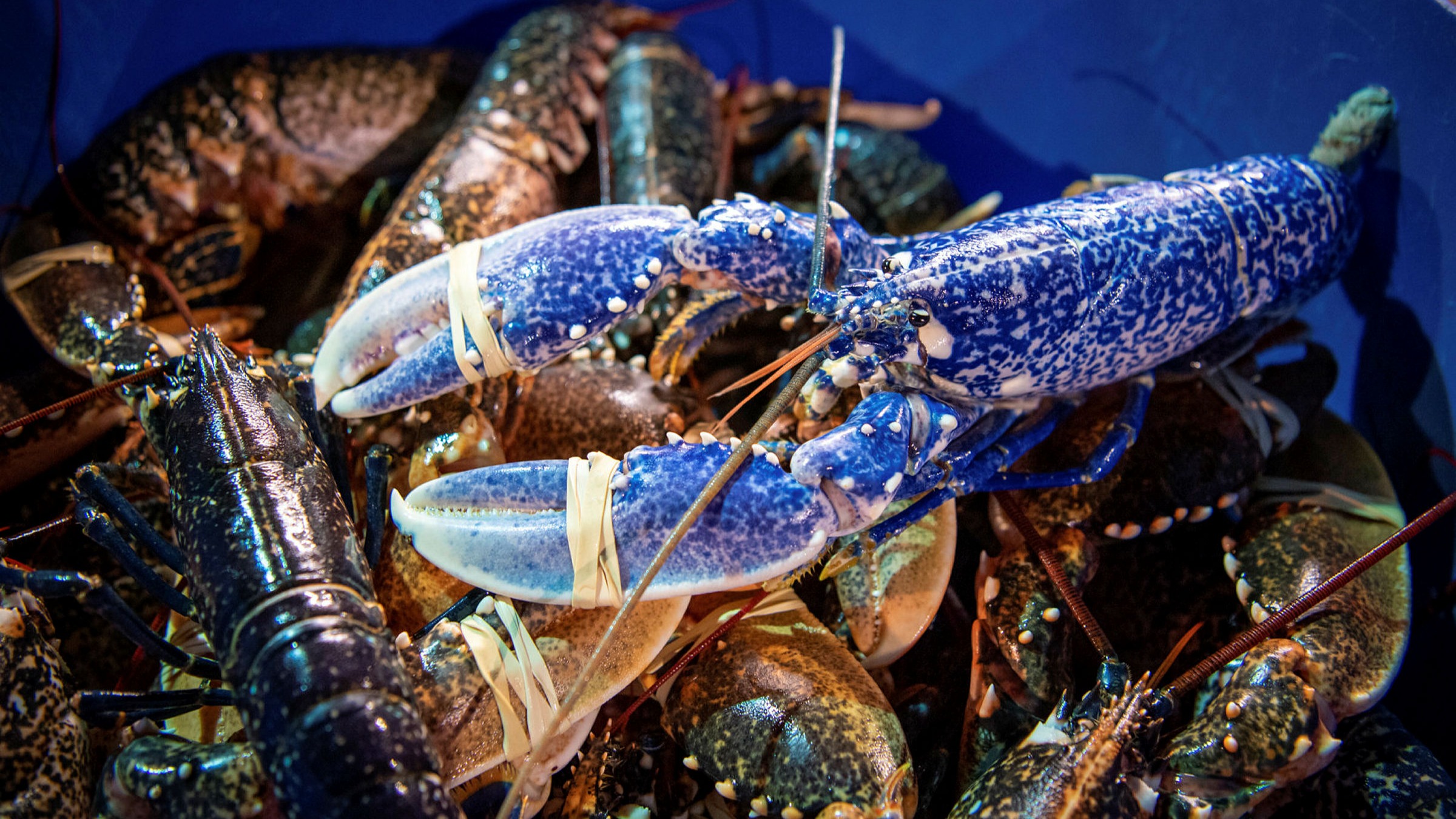 How to kill a lobster is as much about our moral code as science |  Financial Times
