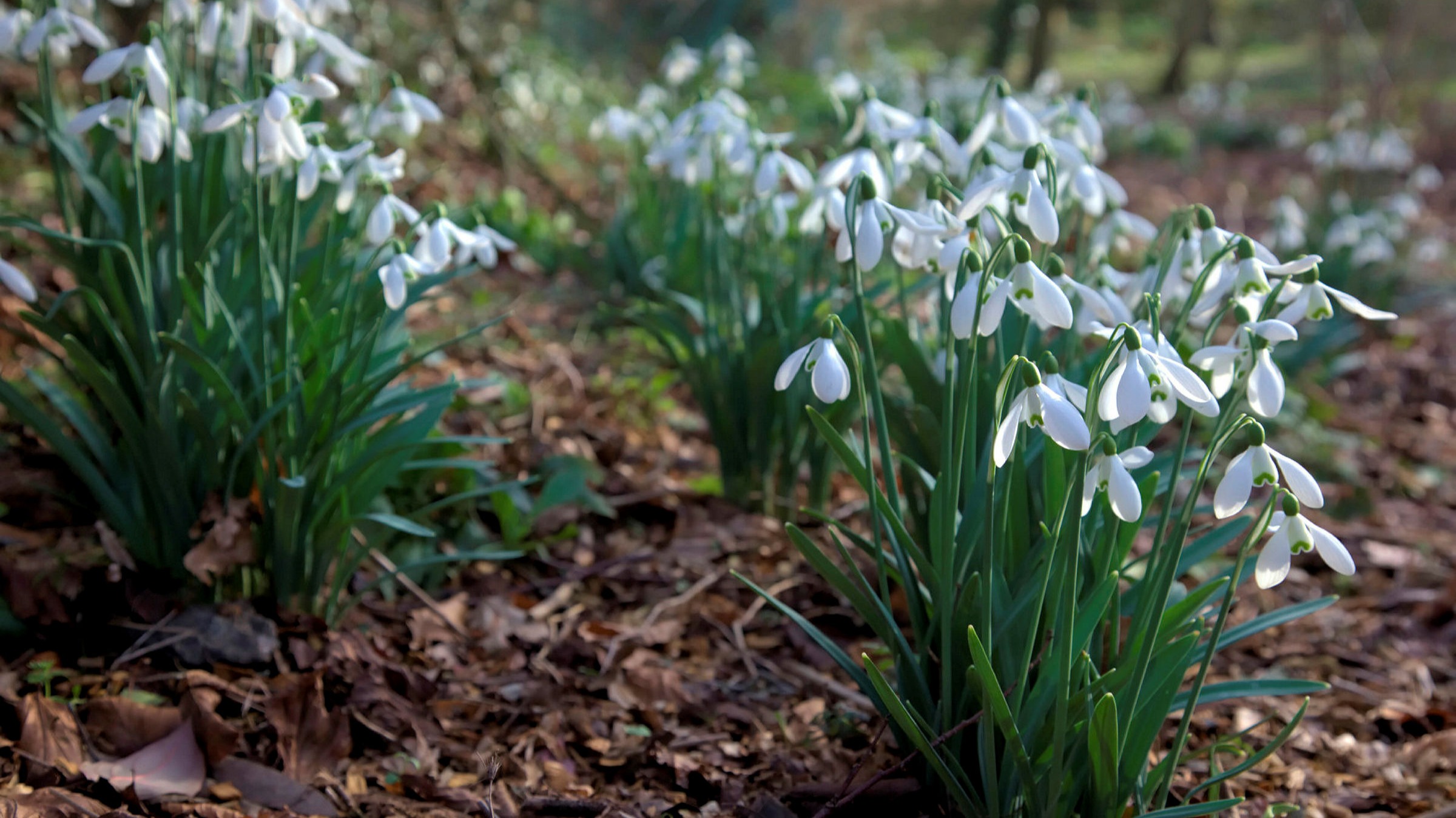 Fifty Words For Snowdrops Financial Times