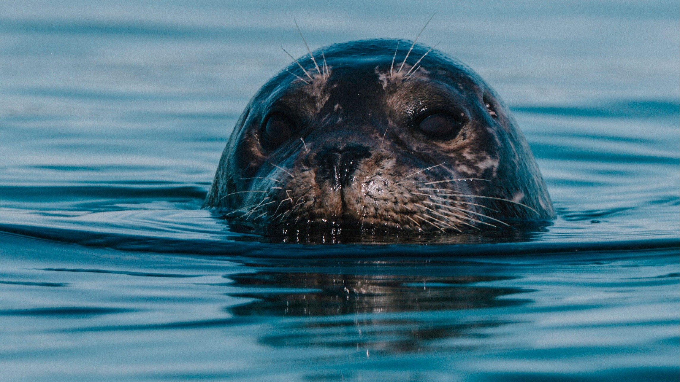 d1e00ek4ebabms.cloudfront.net image