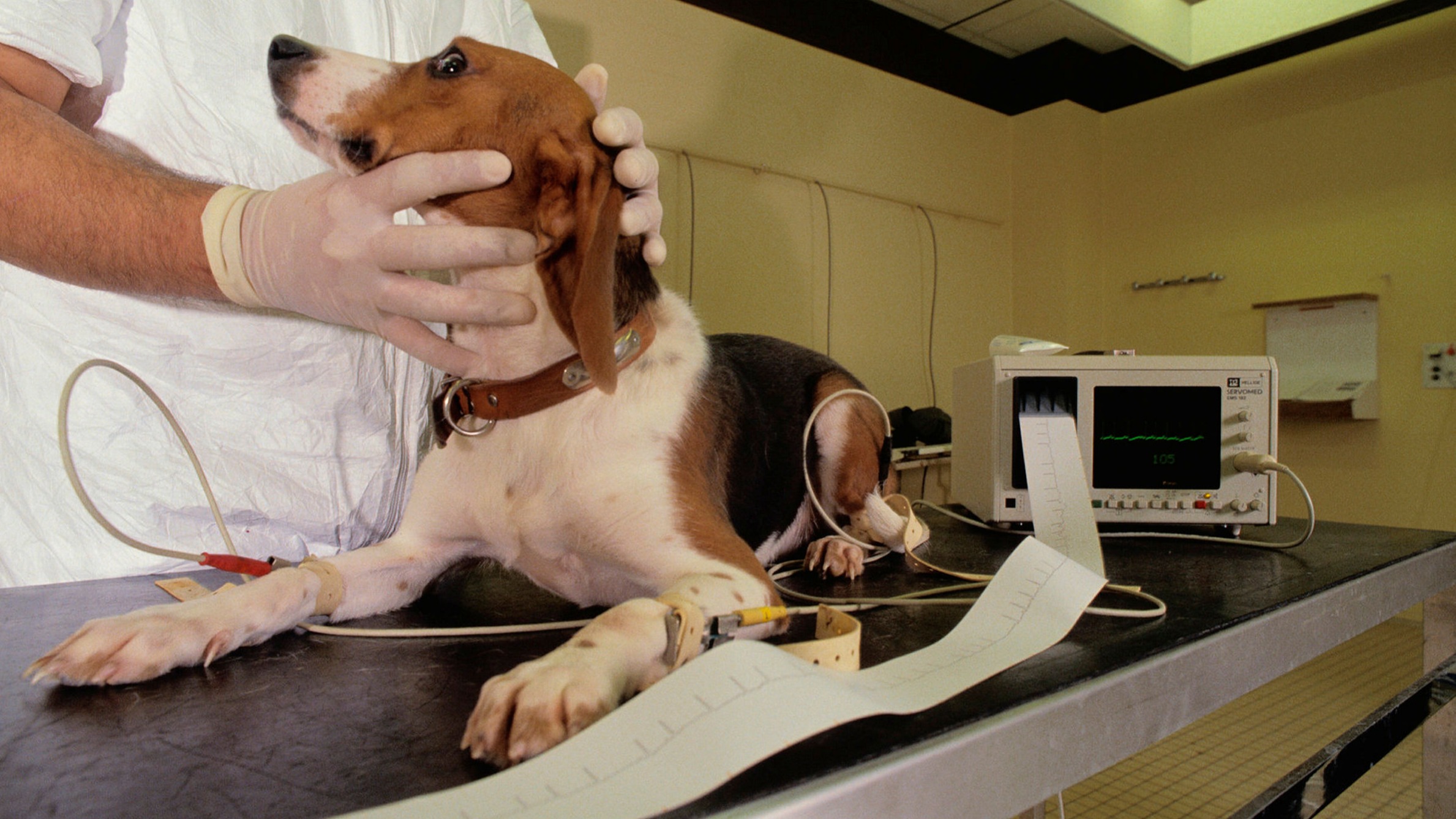 Testing drugs for humans on dogs makes no sense | Financial Times