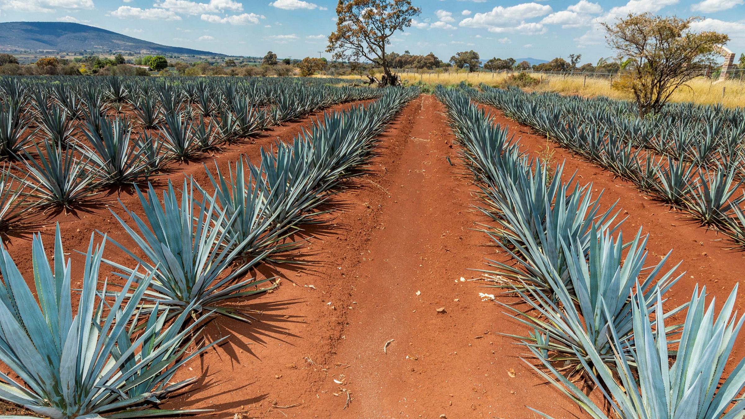 Garden Patio 50 Seeds Agave Tequilana Tequila Agave Agave Azul 