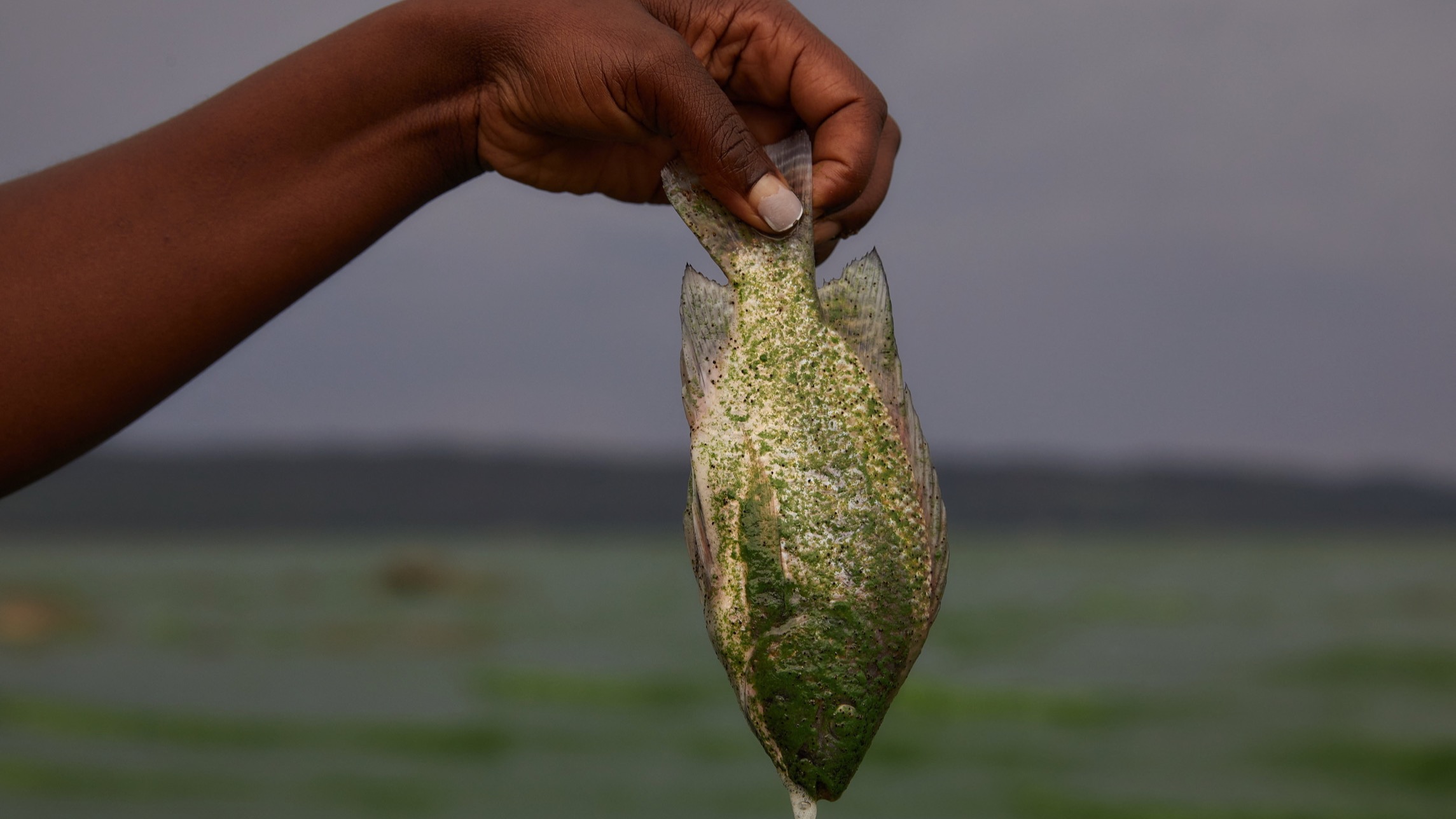 تصویر مرتبط با مقاله