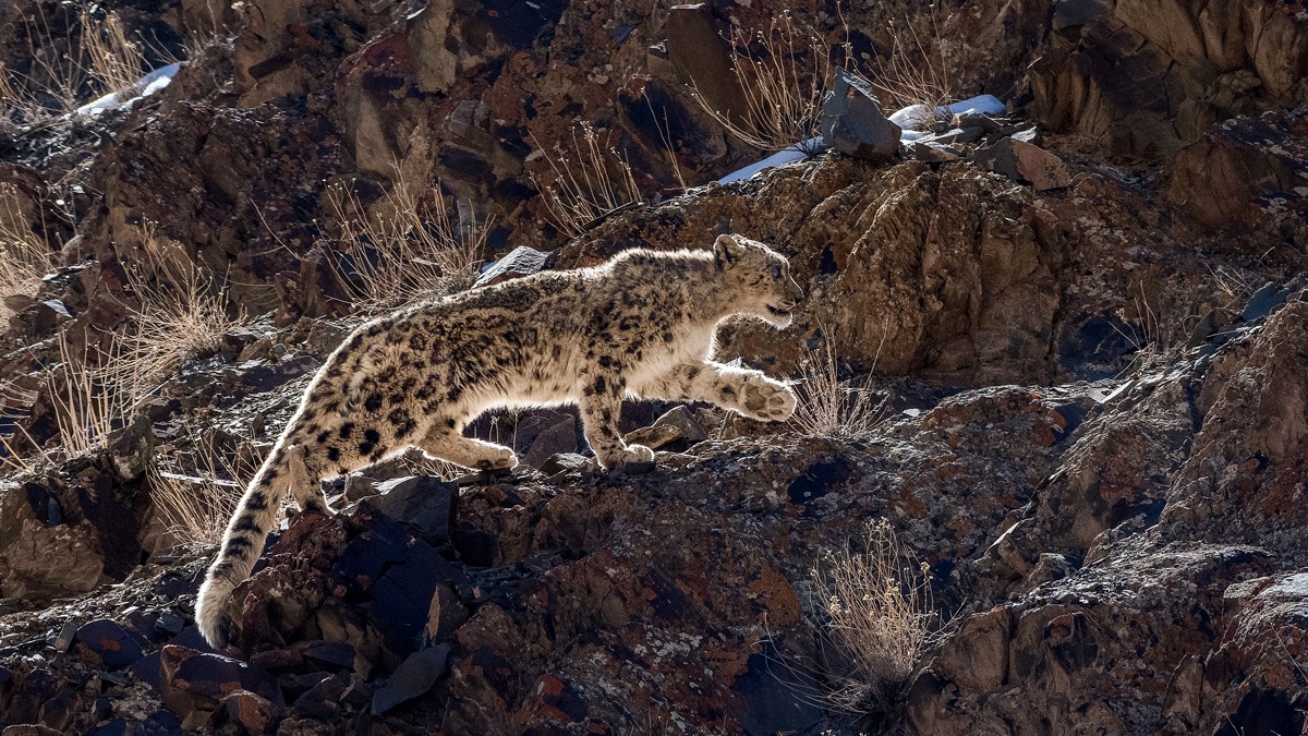 Ladakh In The Snow Leopard S Lair Financial Times