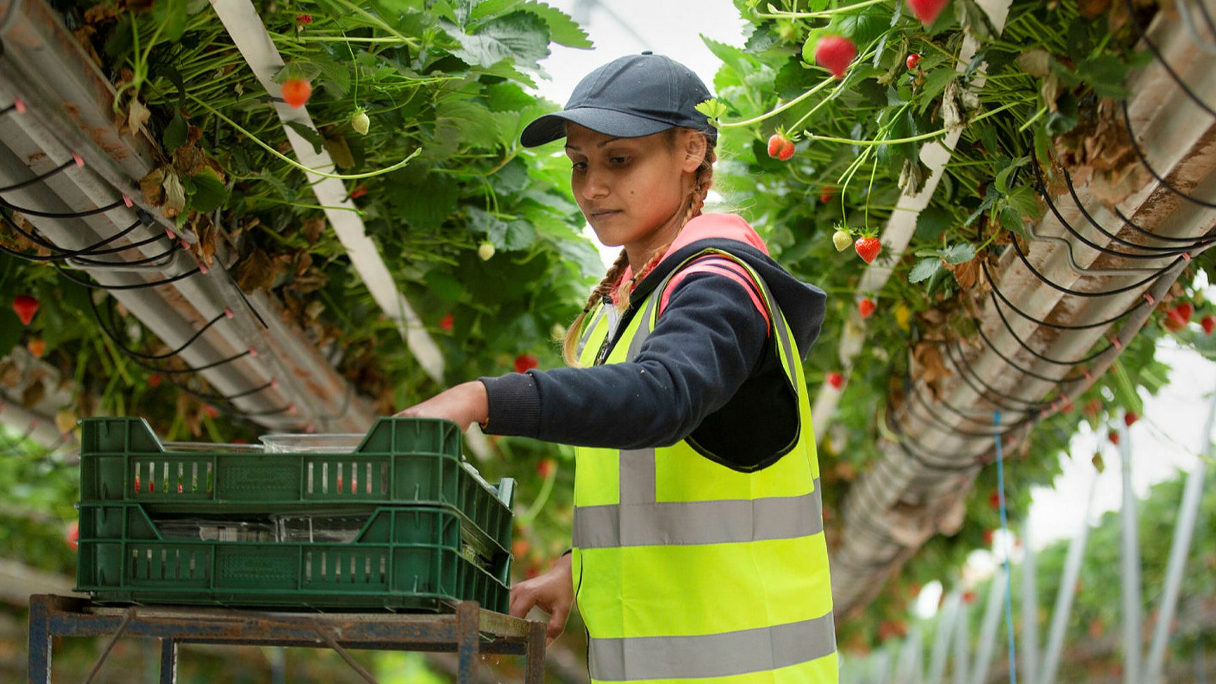 Farms count cost of homegrown workforce | Financial Times