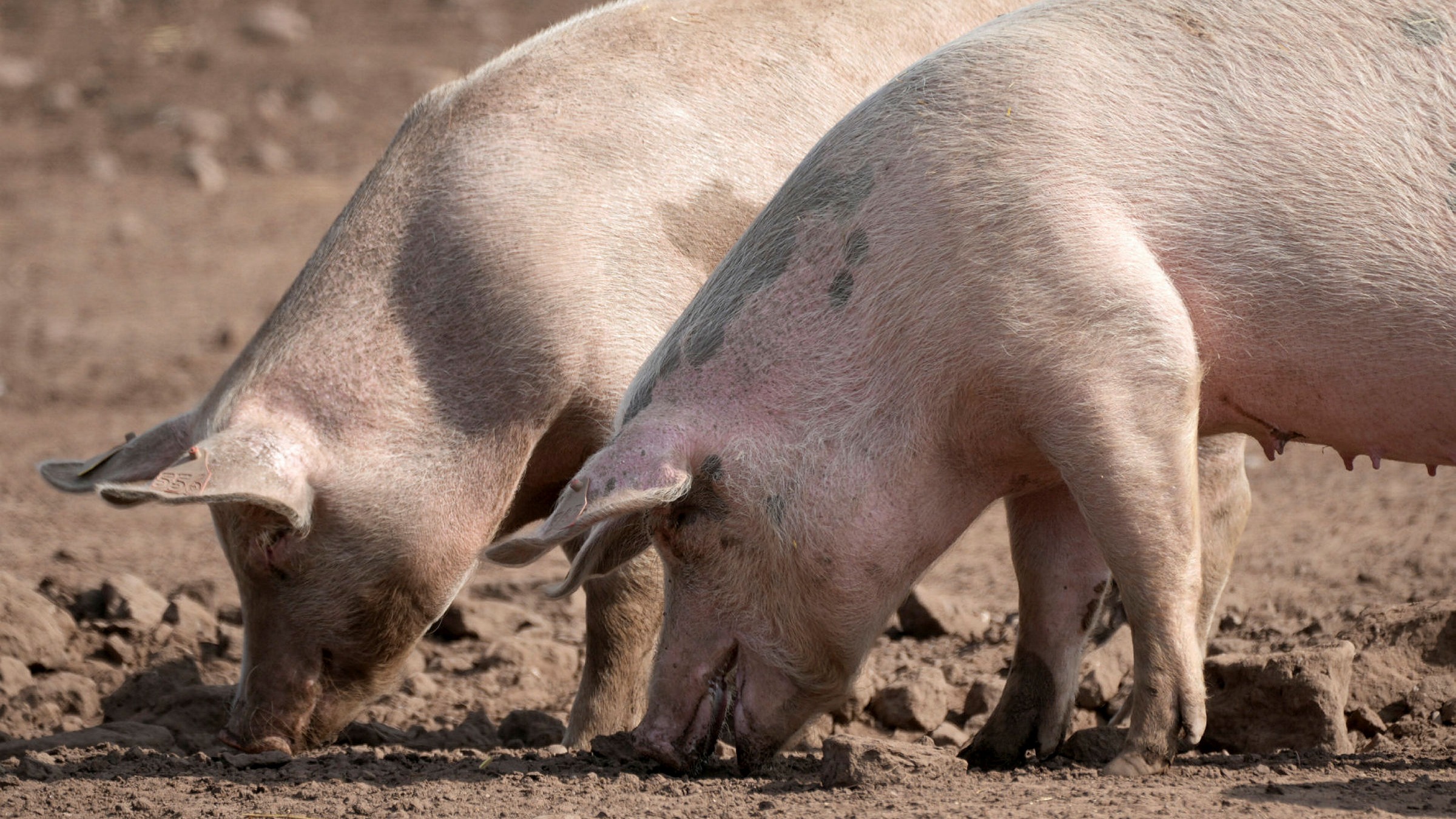 UK pig farms cull healthy animals amid labour shortage | Financial Times