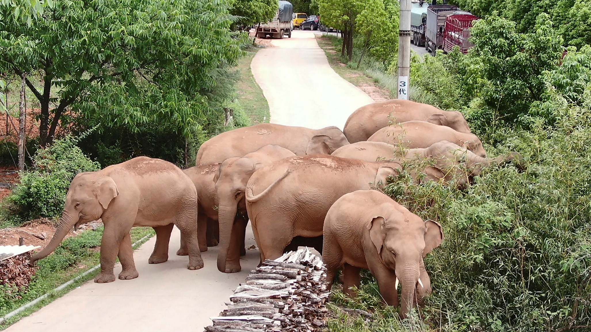 The long march of elephants necessitates China's conservation effort - Vimarsana News