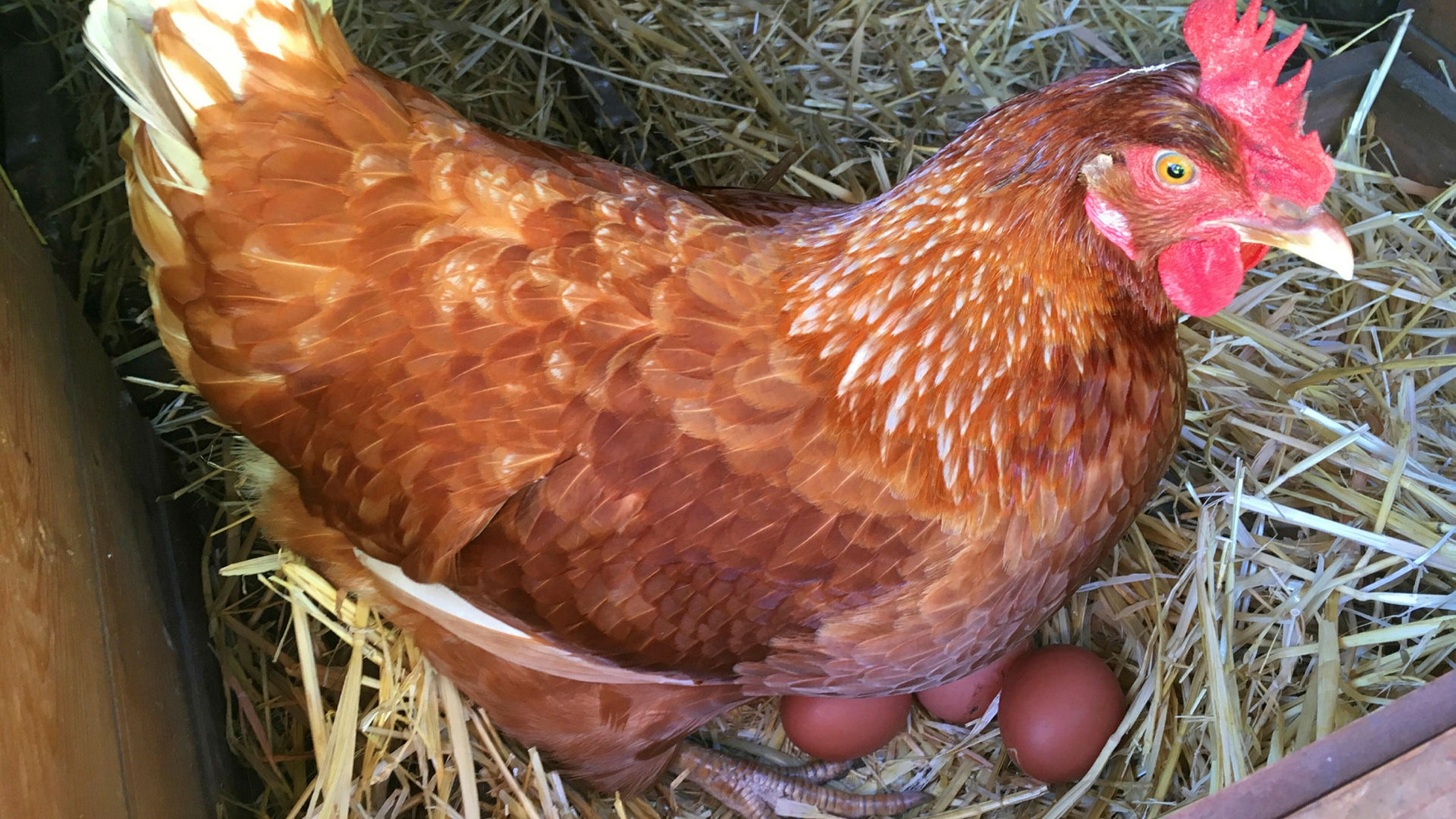 UK egg farmers face crisis as Ukraine war raises input costs ...
