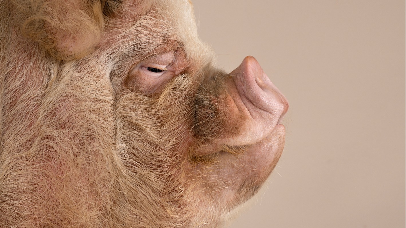 Smart, co-operative, emotional: what cutting-edge science tells us about  pigs | Financial Times