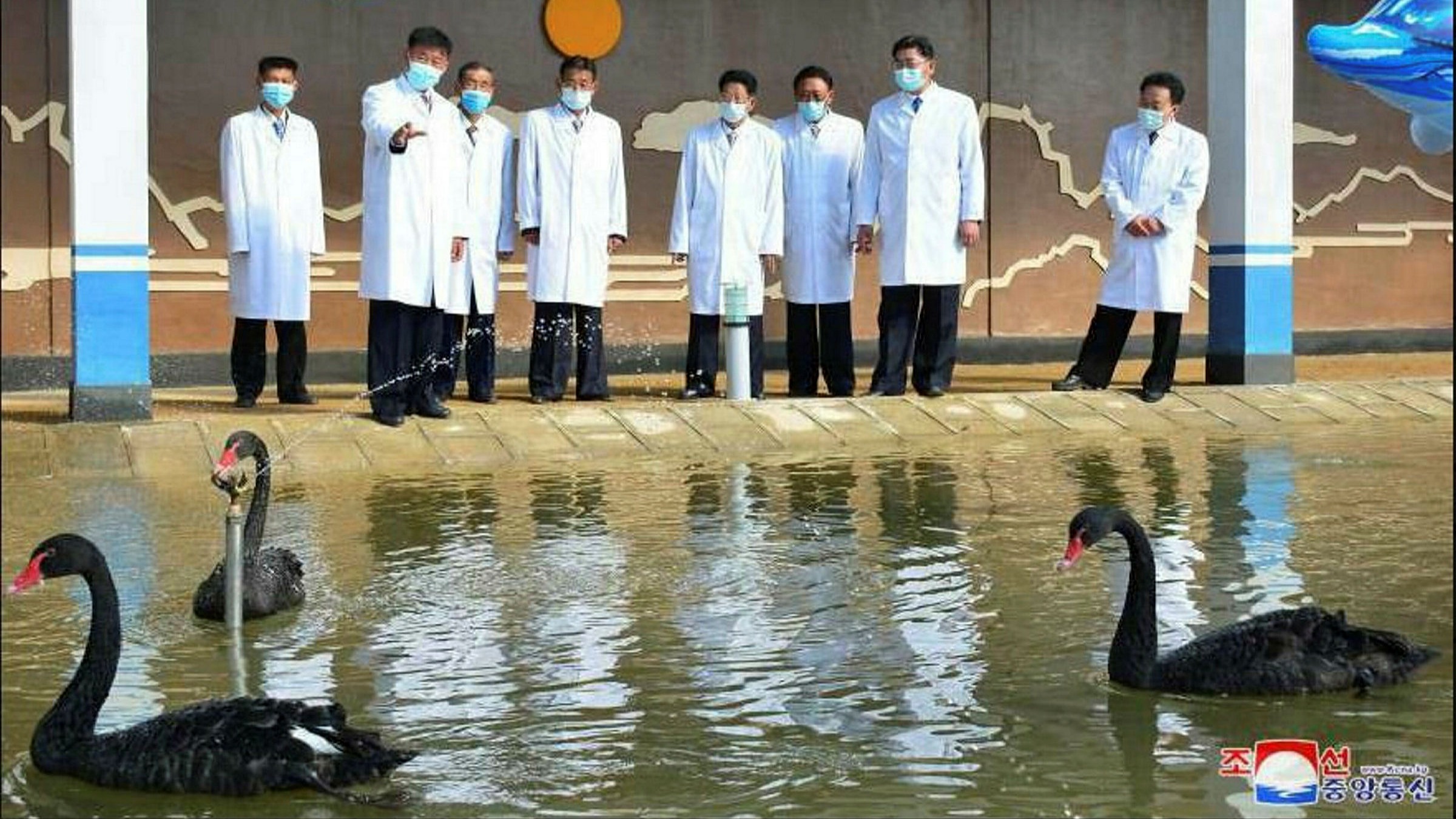 overvælde Give marts Hungry North Koreans told to eat 'delicious' black swans | Financial Times