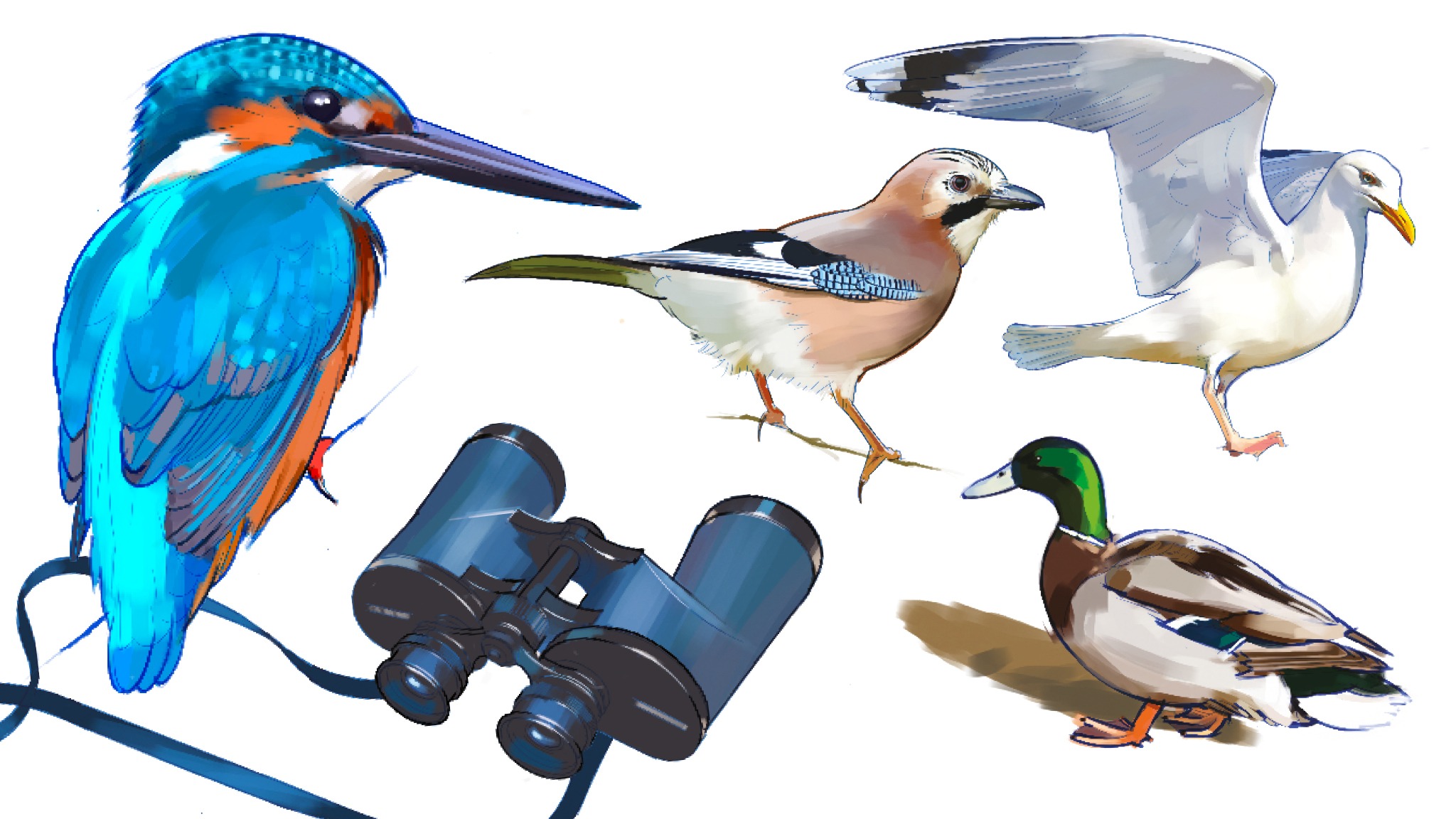 what is the difference between birding and bird watching