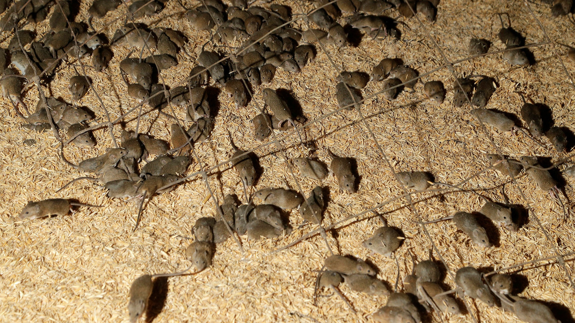 Bytte Comorama Falde sammen Australia plots biological warfare to eradicate rampaging 'mouse plague' |  Financial Times