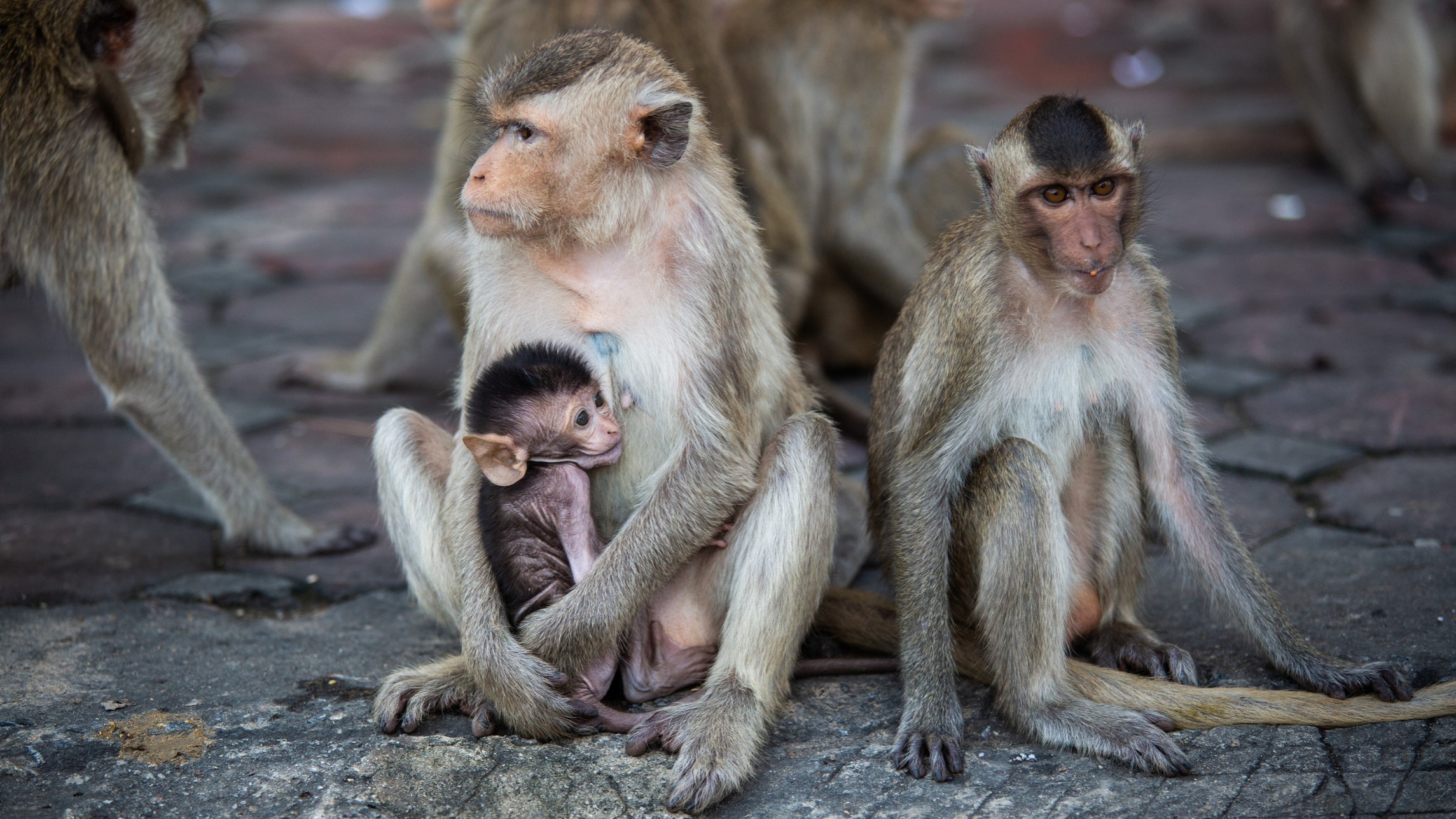 US faces lab monkey shortage amid Cambodia smuggling scandal | Financial  Times