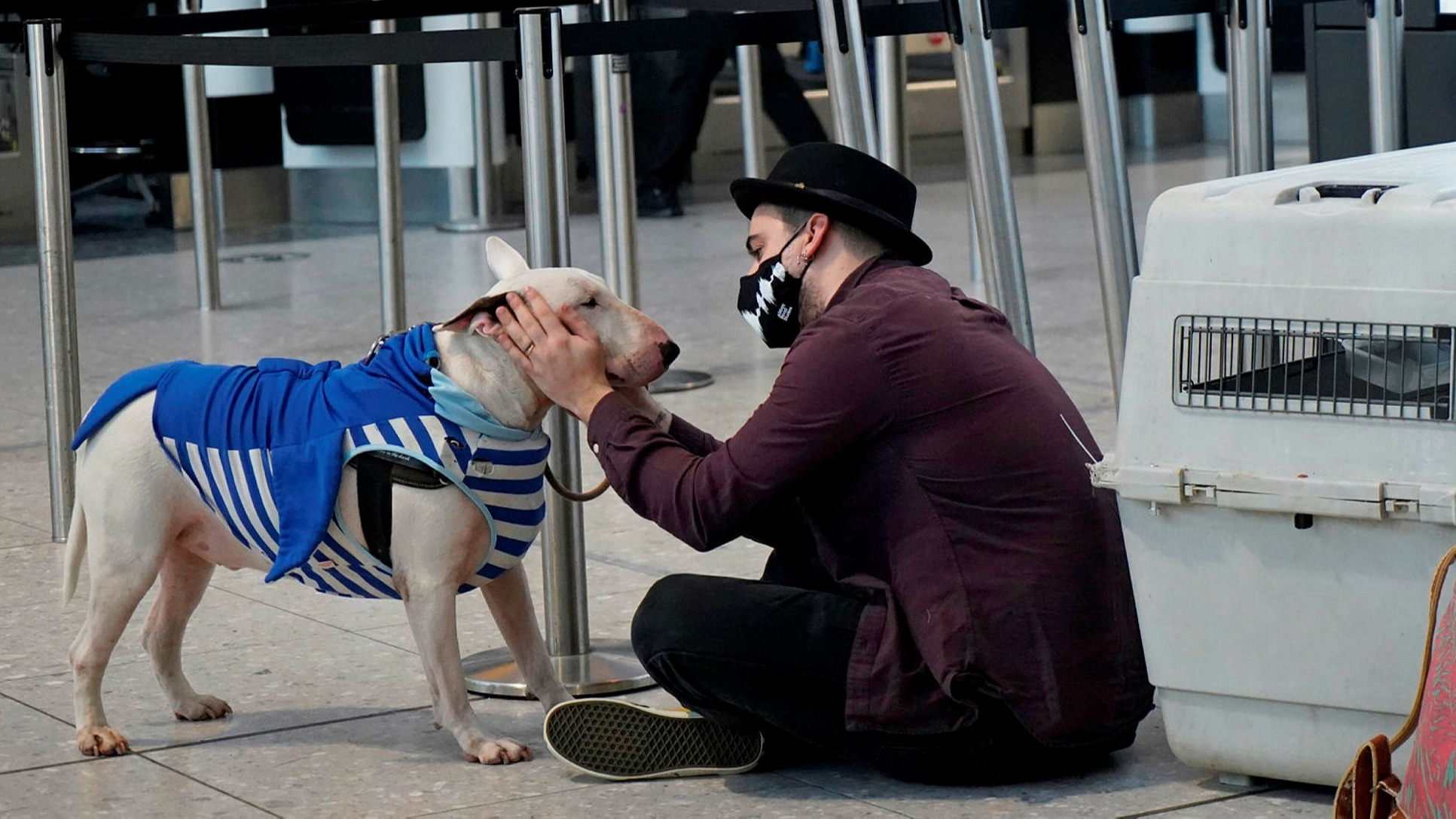Pets grounded by pandemic as flights are cut and costs soar | Financial  Times