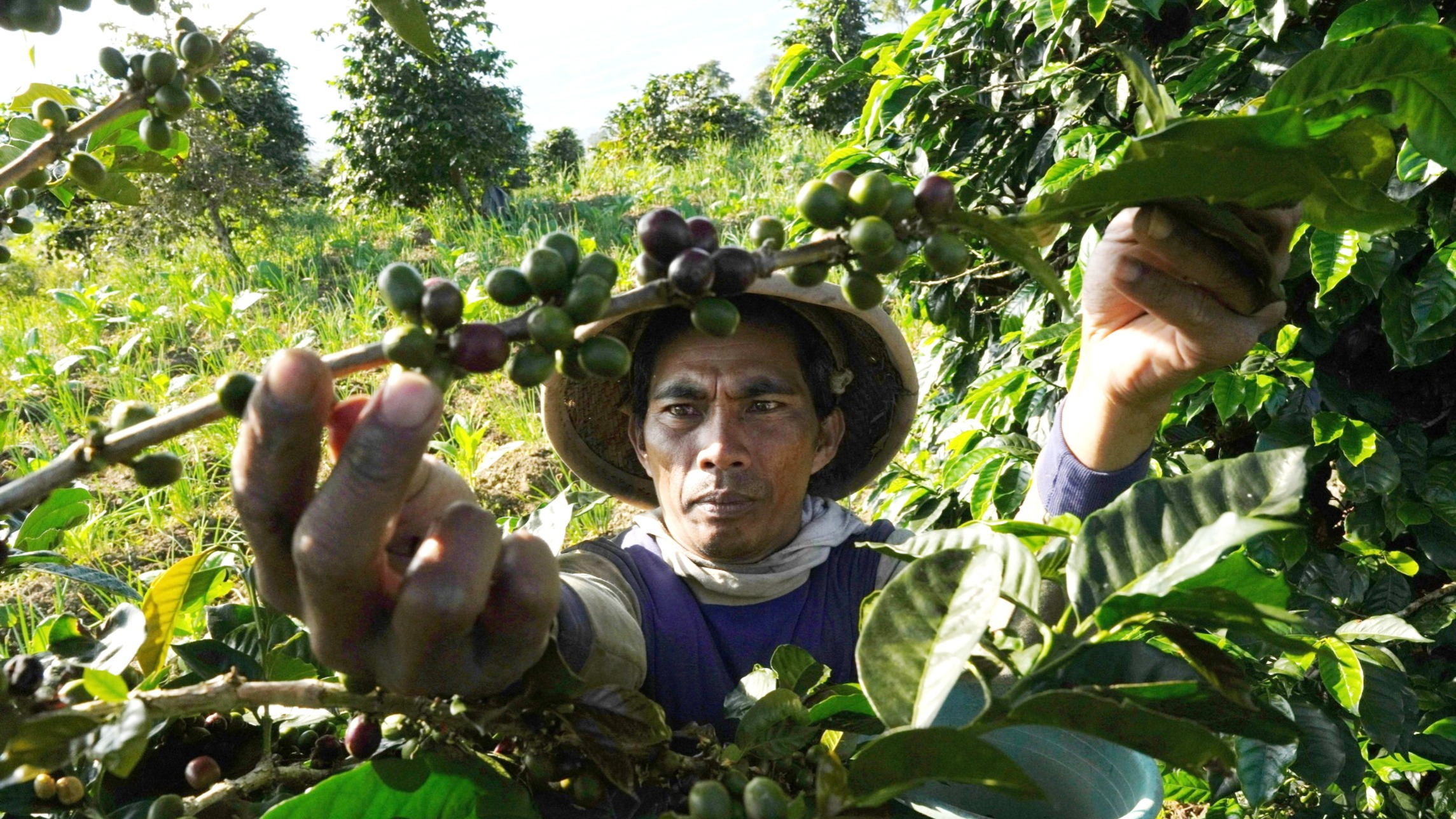 Soaring coffee prices force roasters to add lower-cost beans to blends