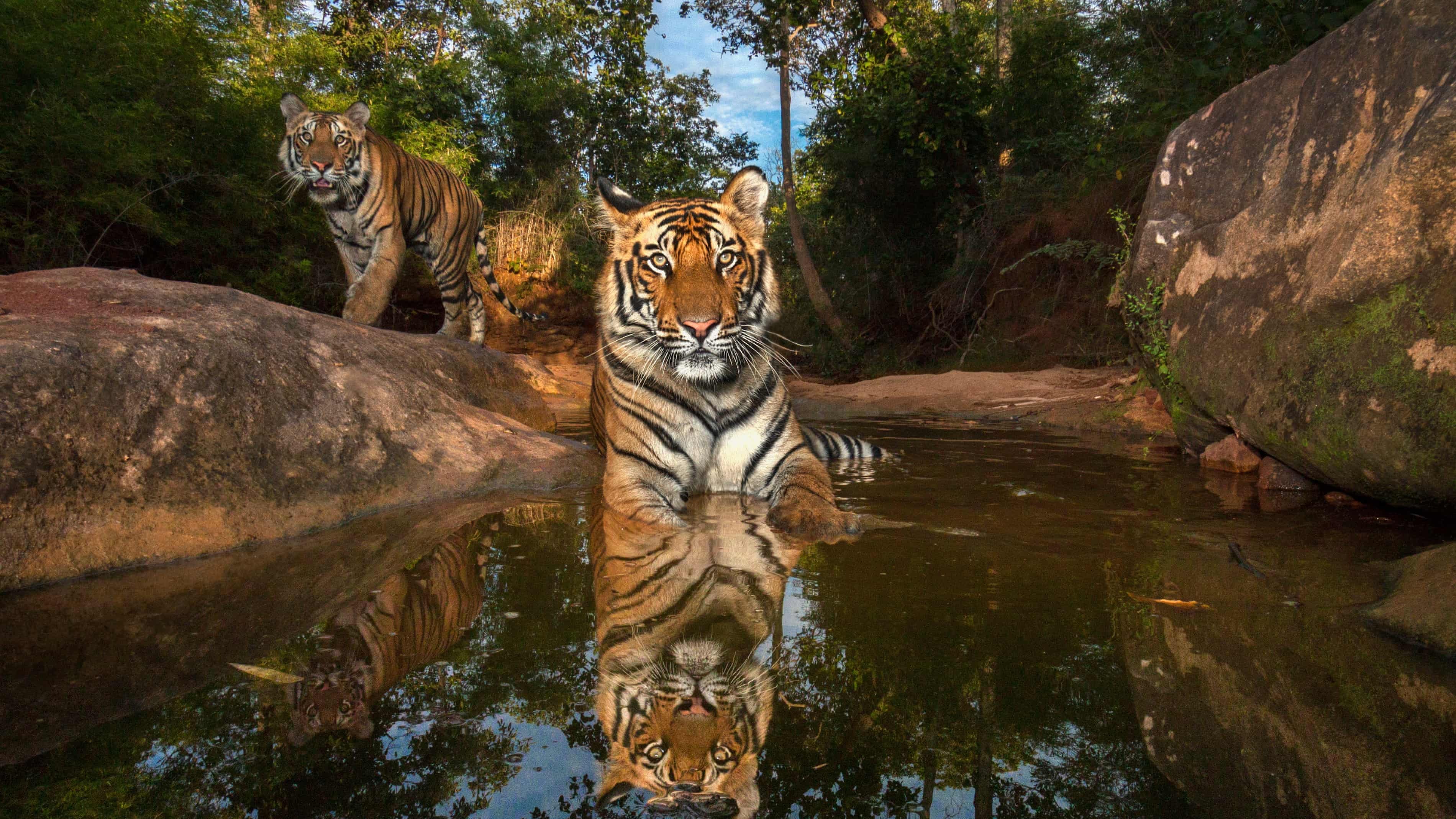 The world's largest tiger photography exhibition | Financial Times