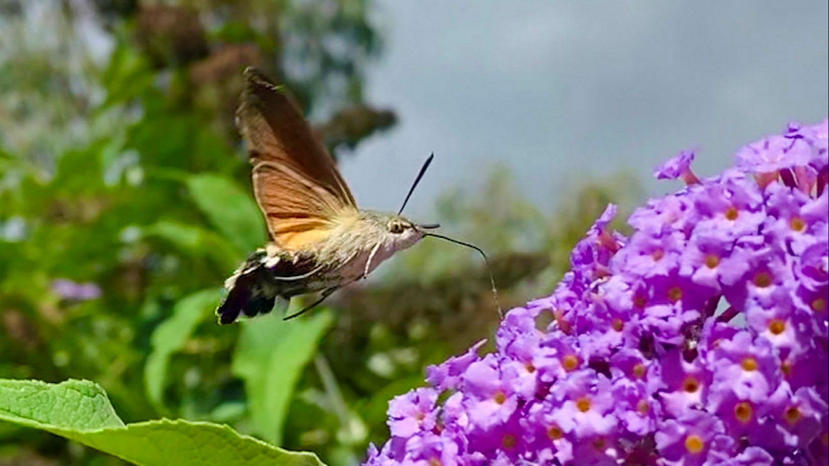Silent Earth By Dave Goulson A Plea For The Pollinators Financial Times