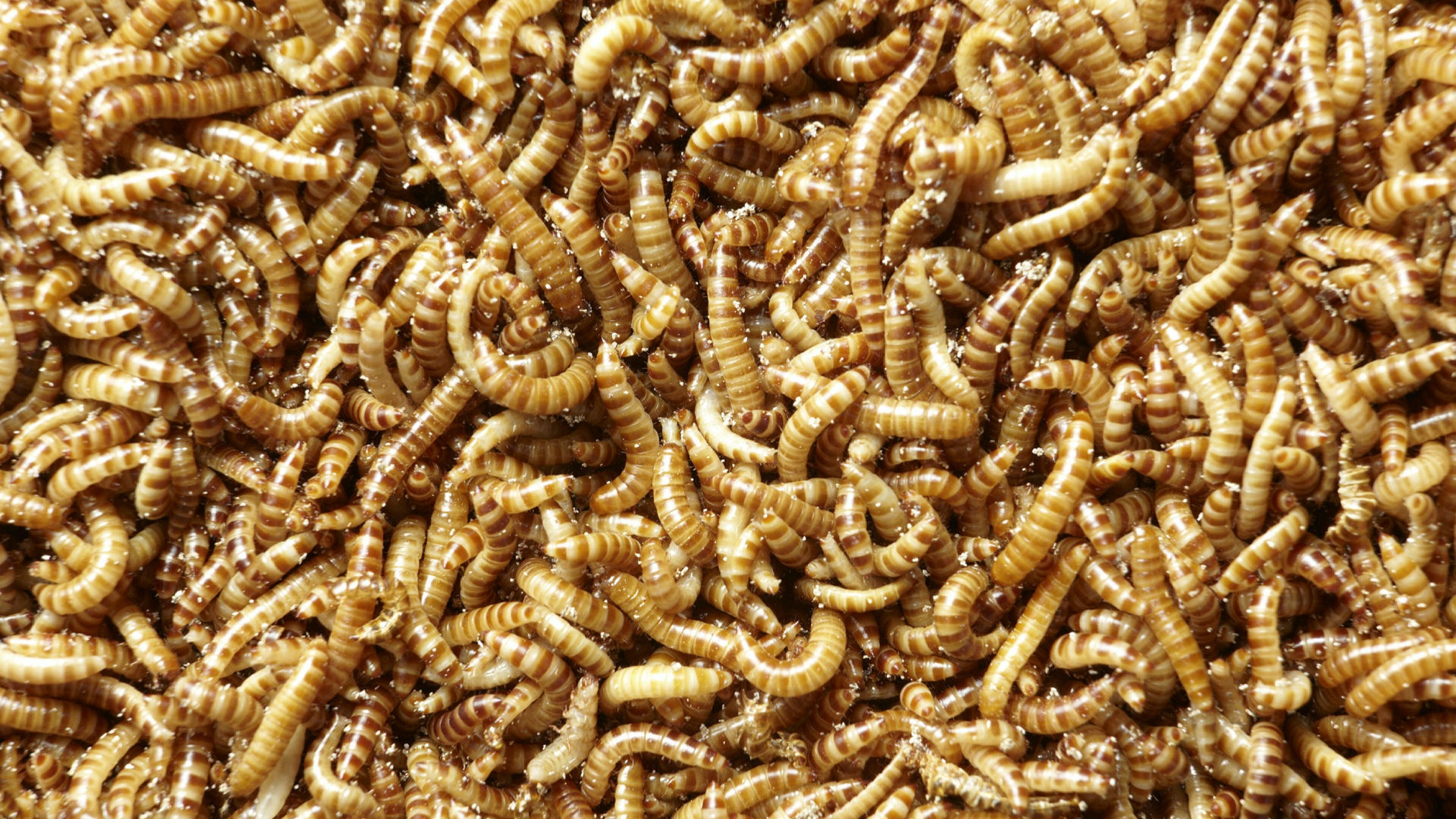 tesco dried mealworms