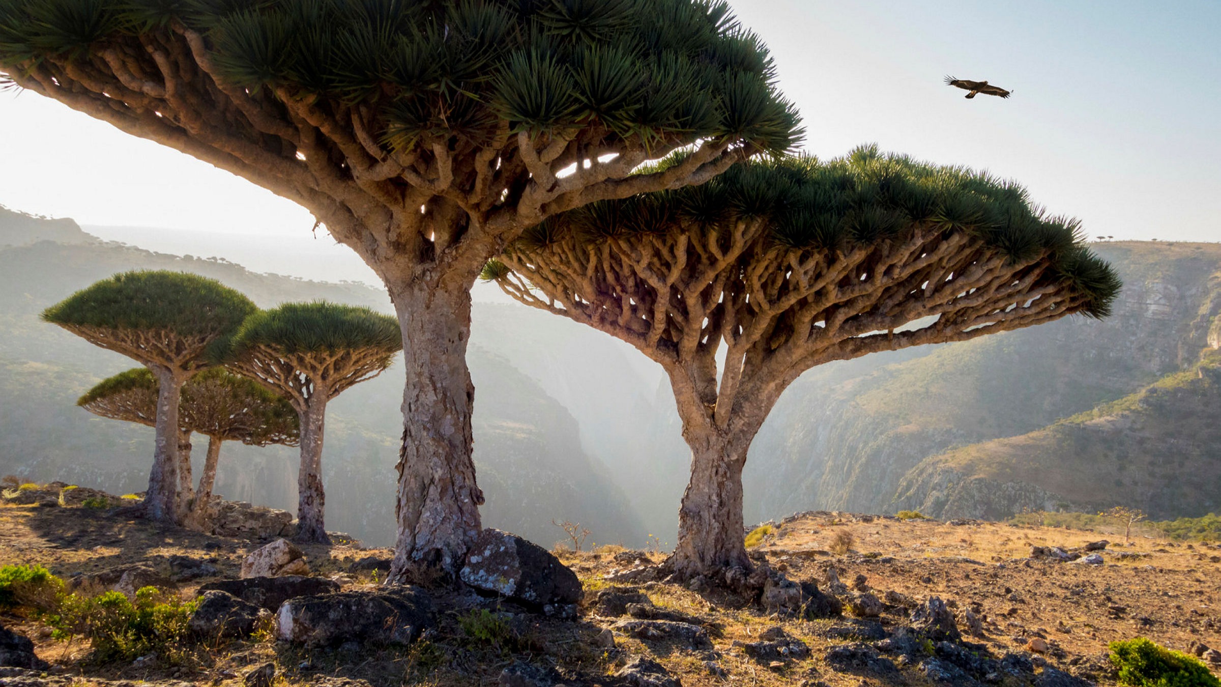 Wish I Were There The Treasures Of Socotra Financial Times