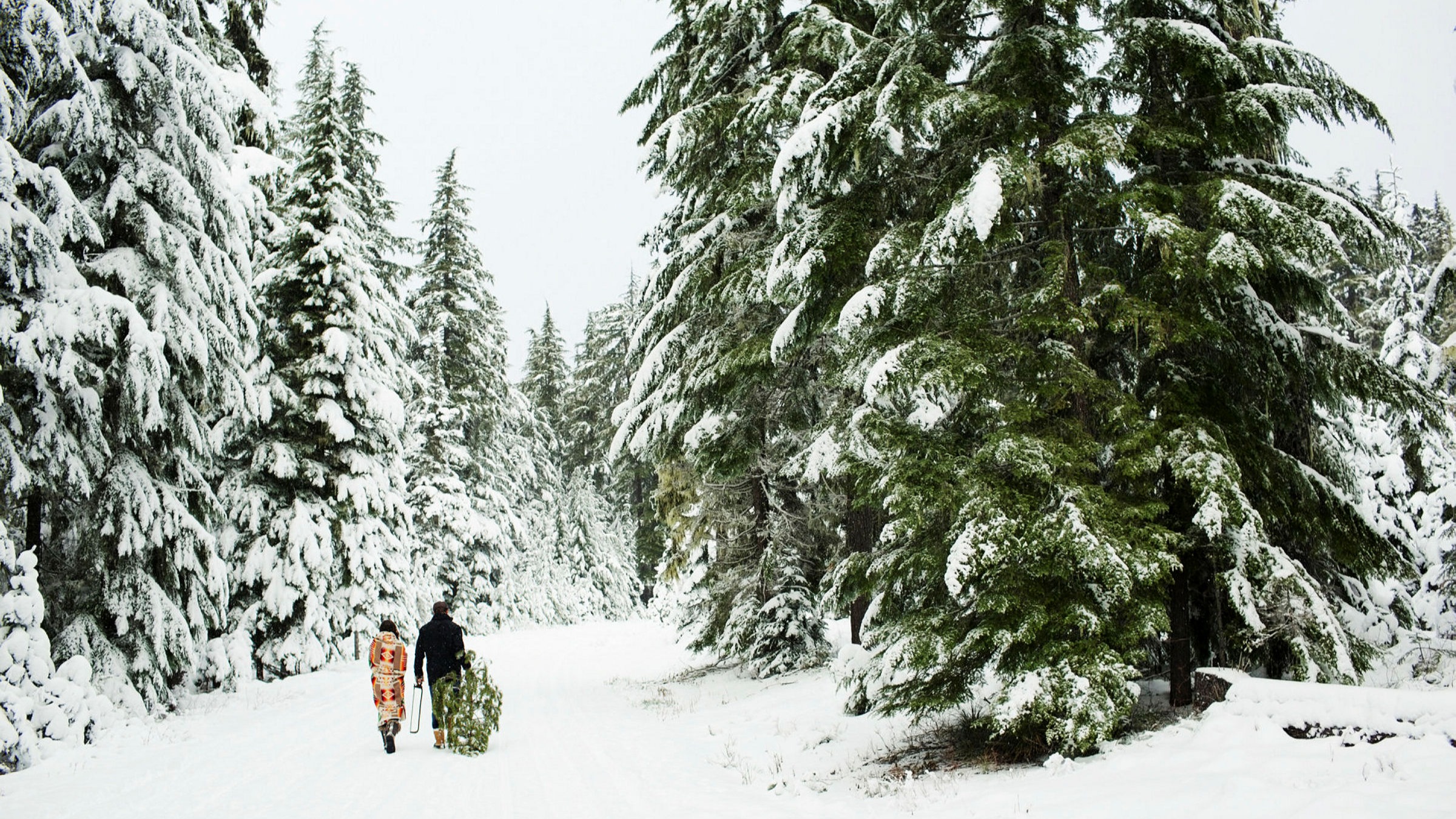 Lane County Christmas Tree Premits 2022 All I Want For Christmas Is A Sustainable Tree | Financial Times