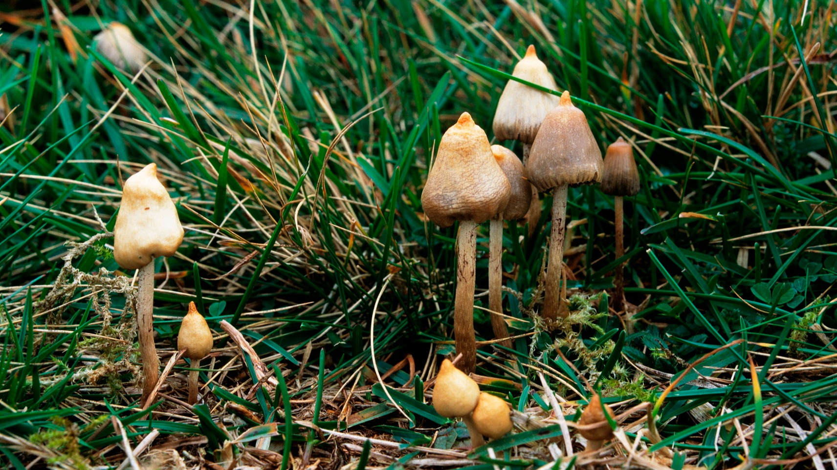 Magic mushrooms study finds 'significant' effect on depression | Financial  Times
