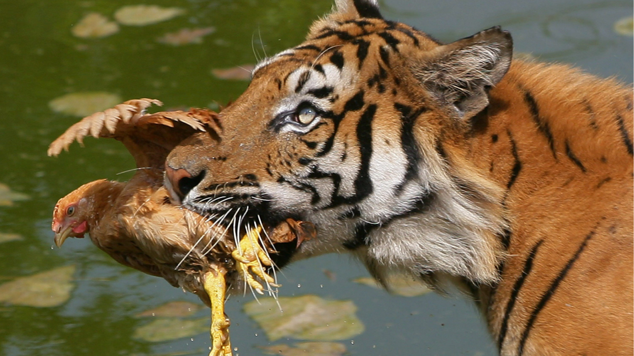 Chinese park pleads for live chickens to stop tigers starving in lockdown |  Financial Times