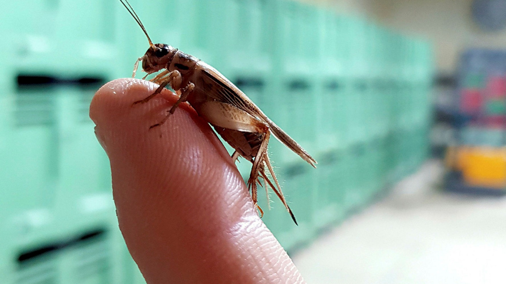 Insects creep up on the human diet