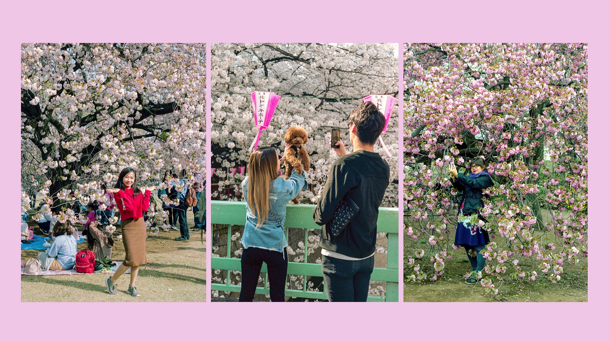Rhapsody In Pink Five Places To See The Full Splendour Of Tokyo S Sakura Season Financial Times