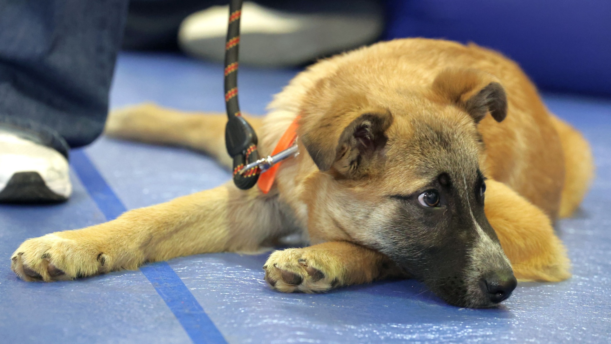 d1e00ek4ebabms.cloudfront.net image