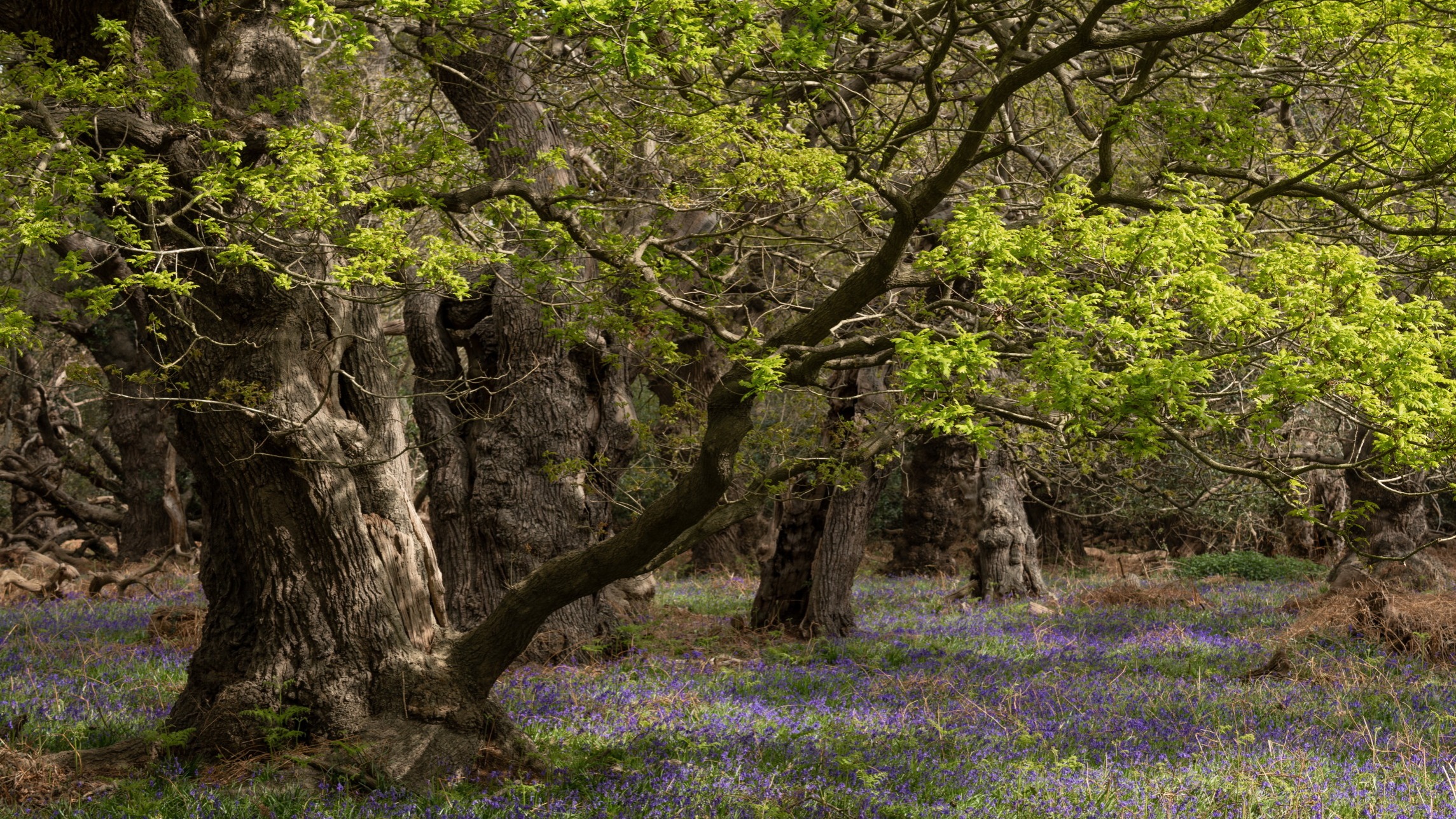 ft.com - Victor Mallet - Among the trees - how to restore forests for our own future