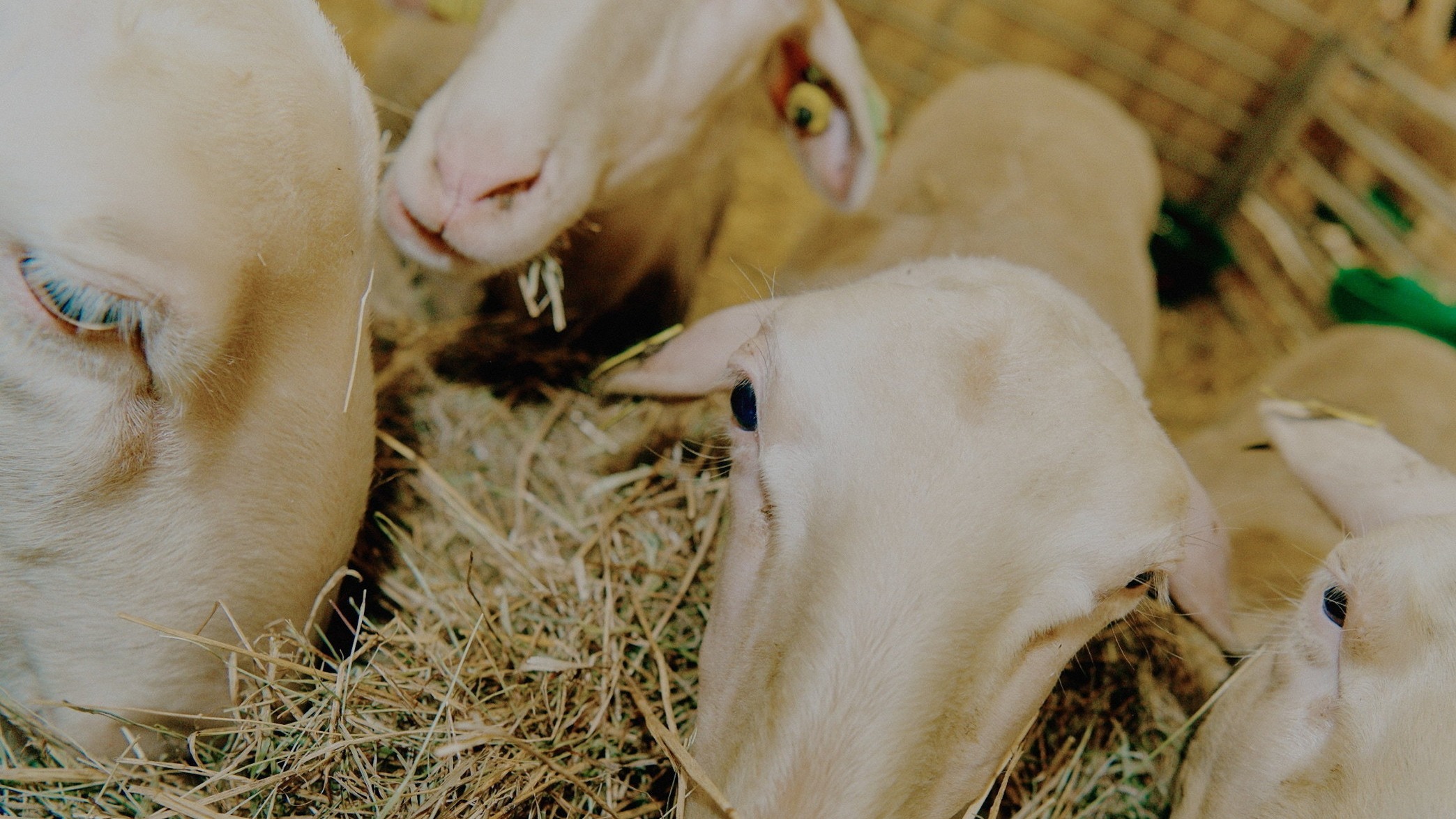 d1e00ek4ebabms.cloudfront.net image