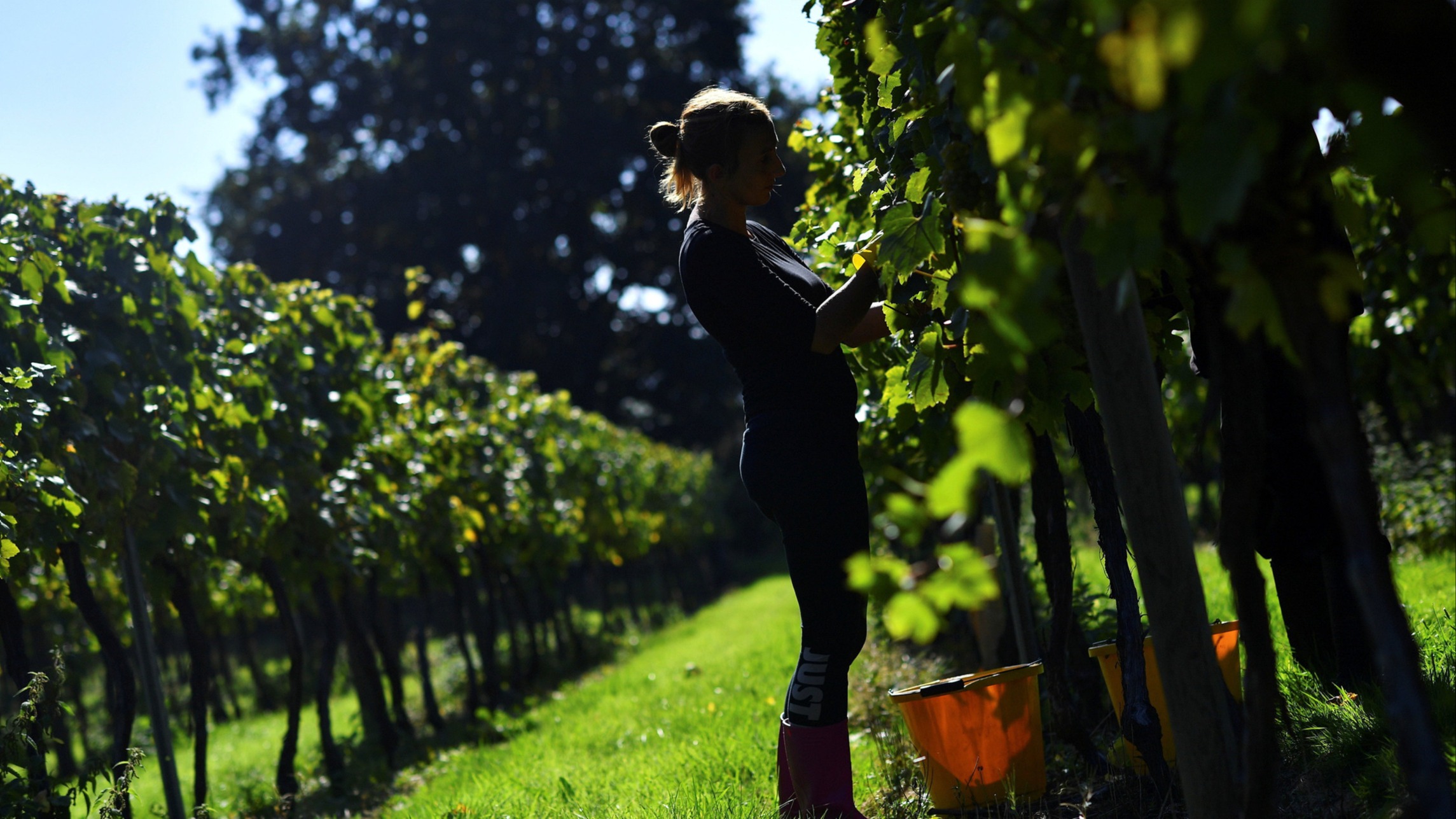 ft.com - English bubbly: toastier weather should cheer local wineries