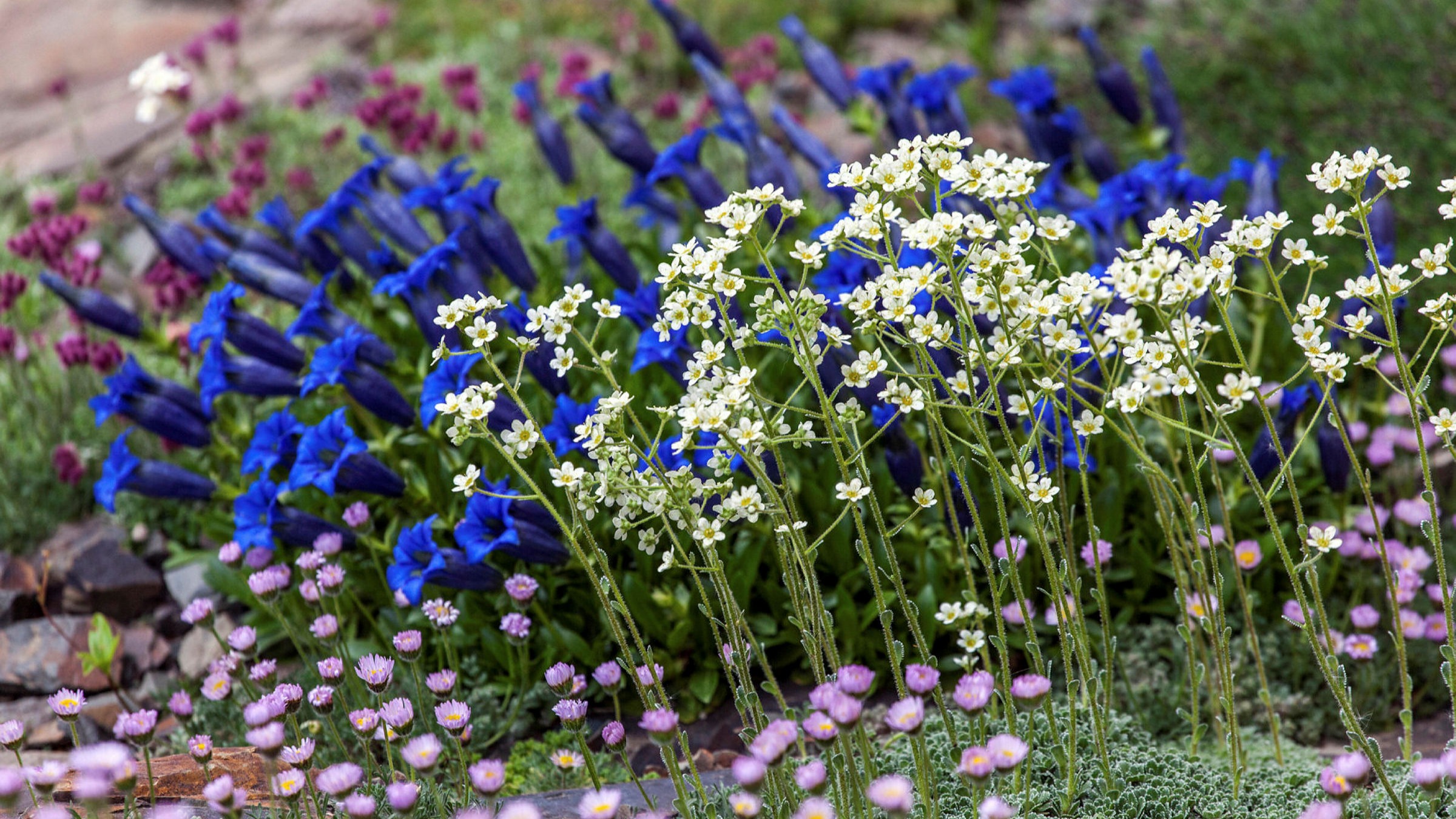 100x Lavender Flowers Seeds 8 Types Plant Beautiful Garden Alpine Hill Landscape 