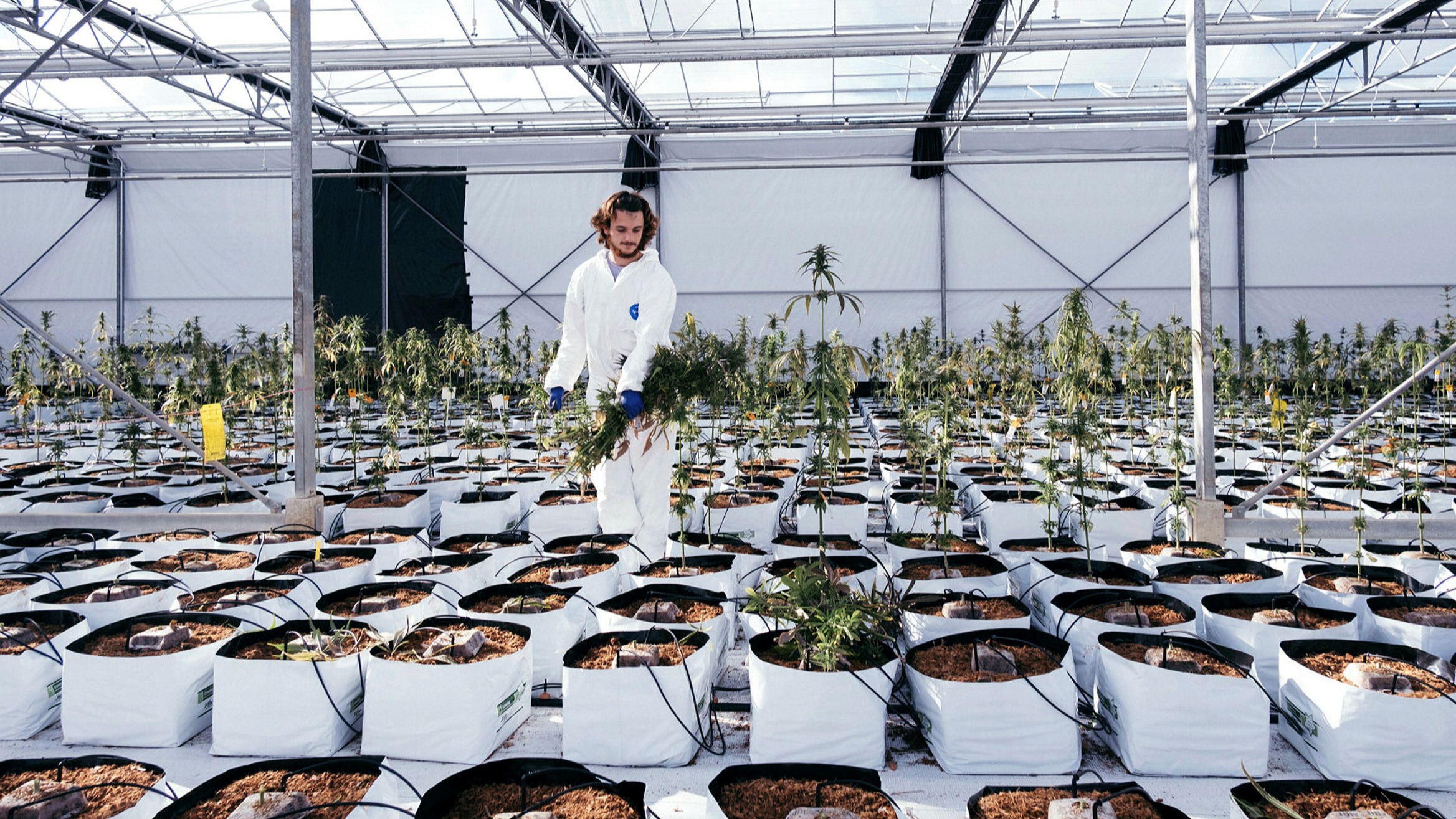 Uk Grants Second Only Licence To Grow Medical Marijuana Financial Times