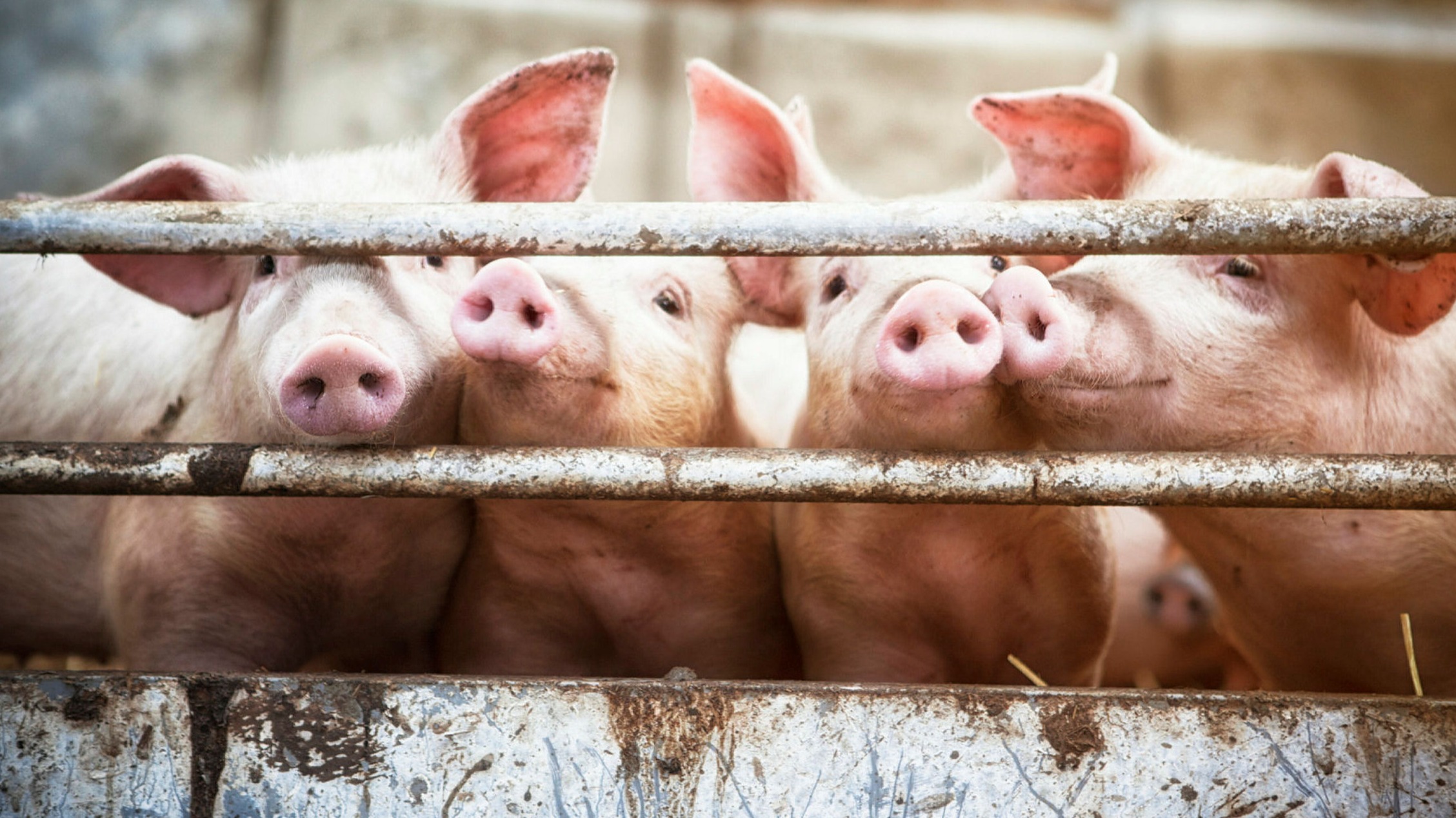 Can I do anything to stop the pig farm next to my house? | Financial Times