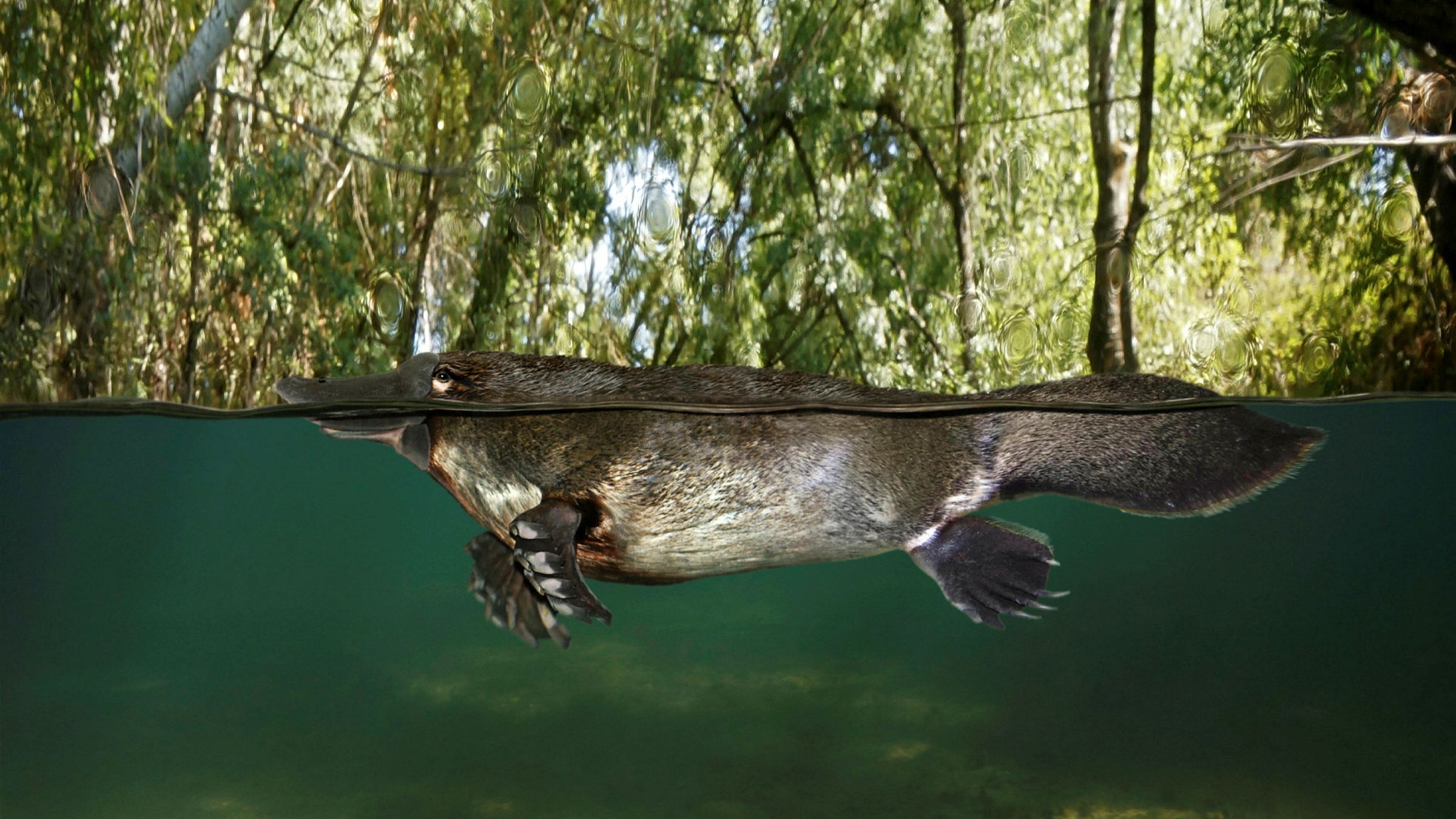 What the platypus could tell us about climate change | Financial Times