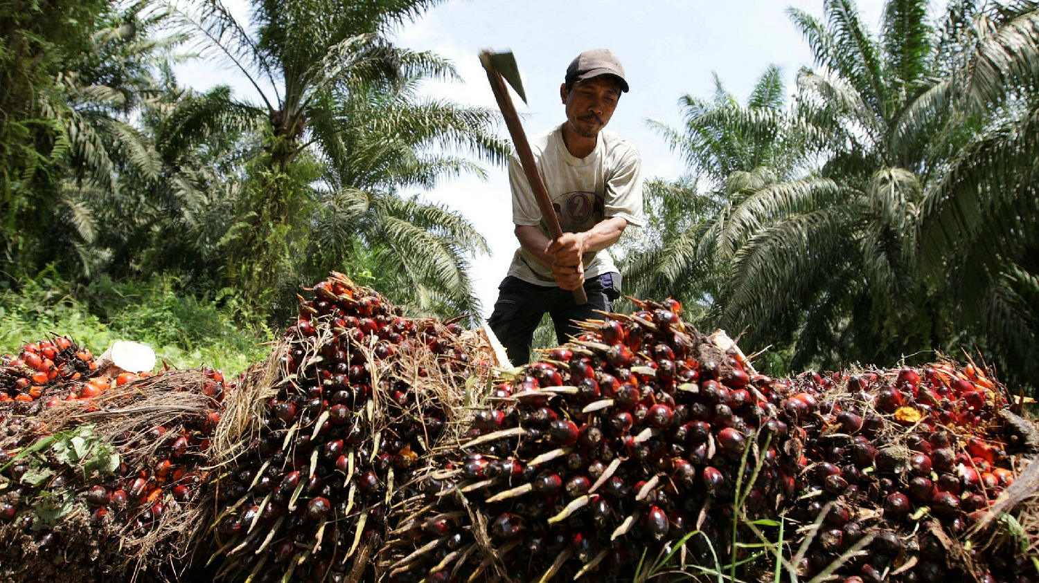 Royal Golden Eagle provides palm oil farmers with alternative income
